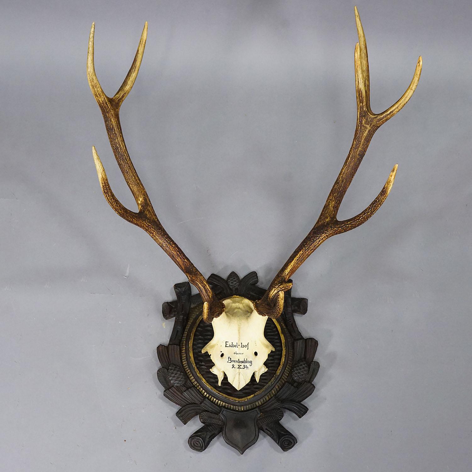 Black Forest Large Stag Trophy on Wooden Plaque - Oberpfalz, Germany 1934