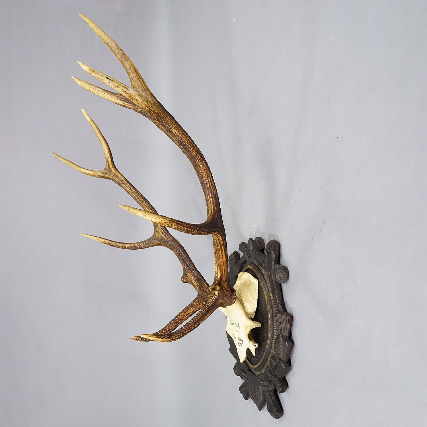 Turned Large Stag Trophy on Wooden Plaque - Oberpfalz, Germany 1934