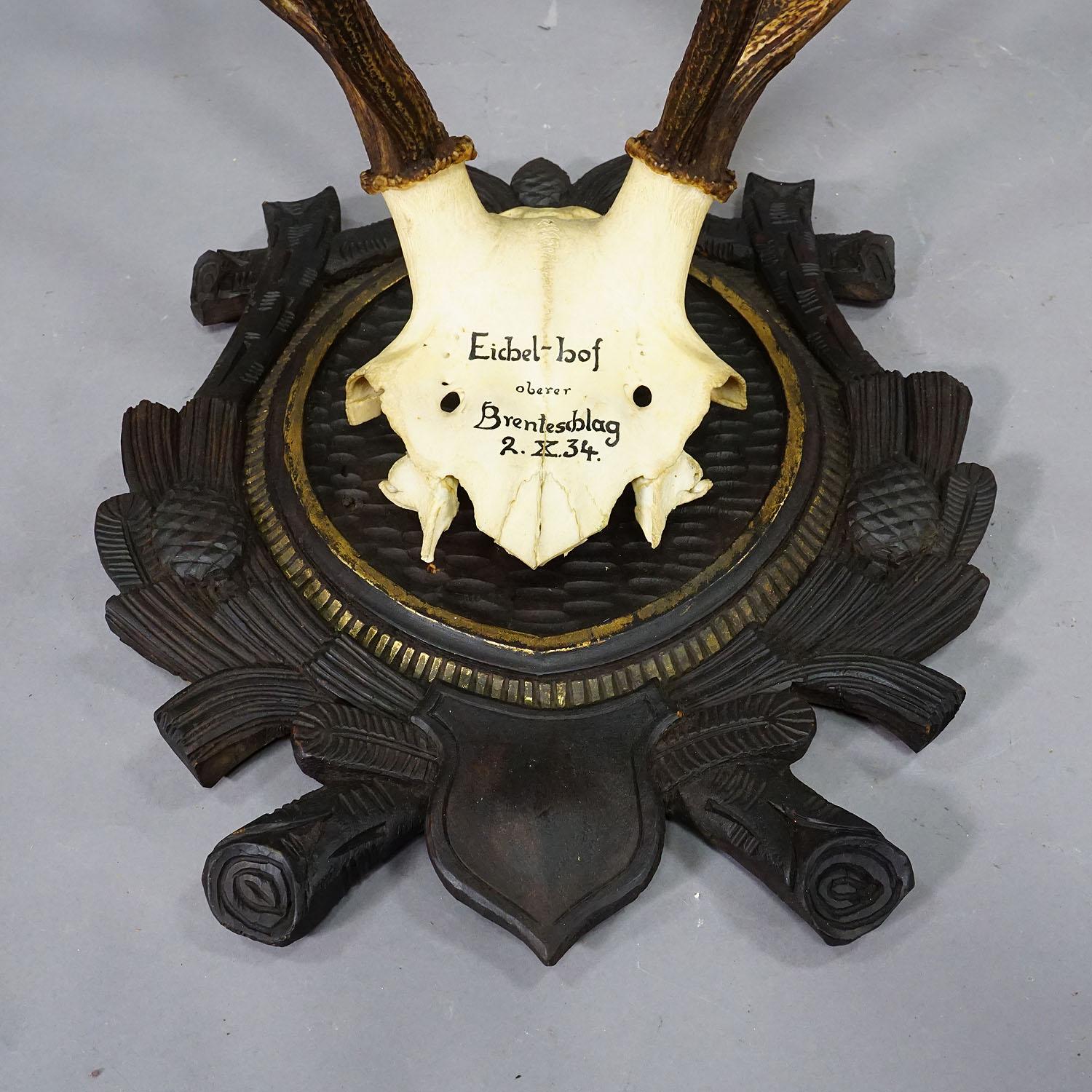 Large Stag Trophy on Wooden Plaque - Oberpfalz, Germany 1934 In Good Condition In Berghuelen, DE