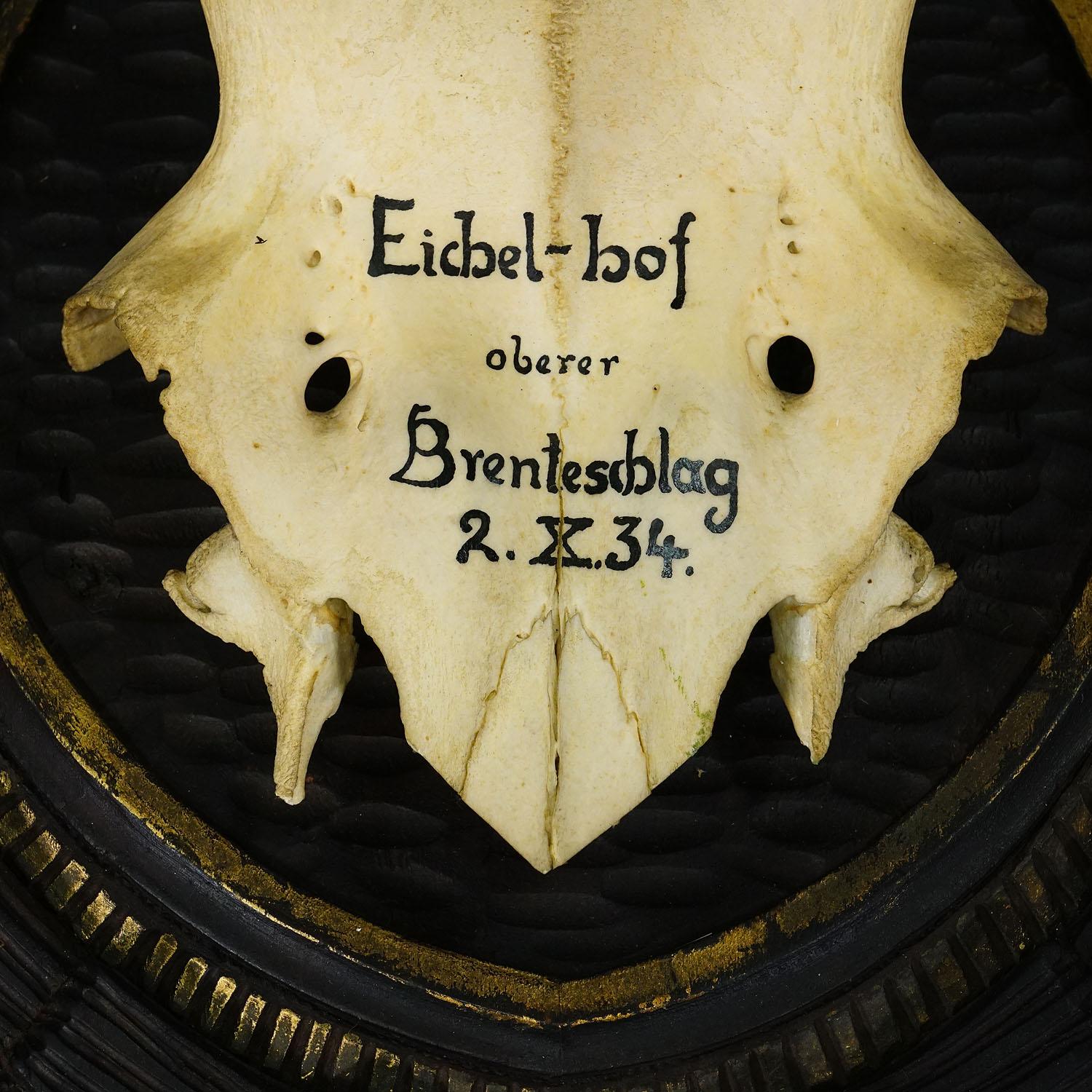 20th Century Large Stag Trophy on Wooden Plaque - Oberpfalz, Germany 1934