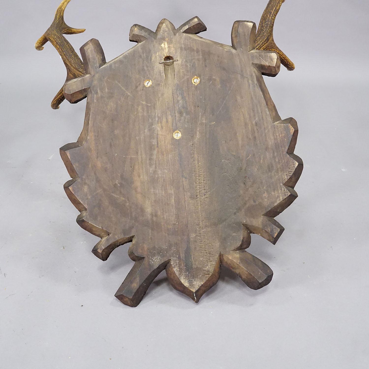 Large Stag Trophy on Wooden Plaque - Oberpfalz, Germany 1934 1