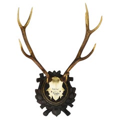 Grand trophée de cerf sur plaque en bois, Oberpfalz, Allemagne 1934
