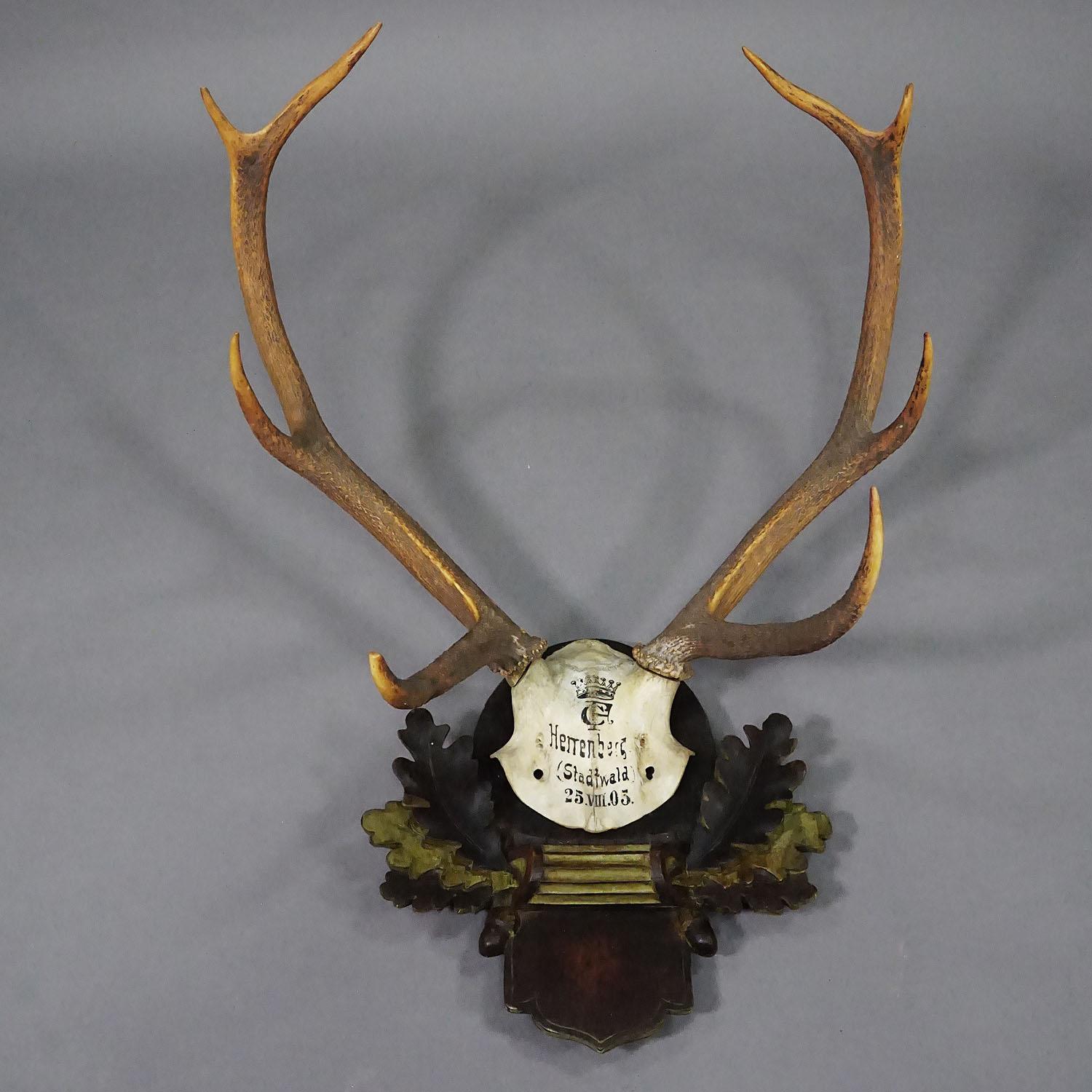 Large Swabian Deer Trophy on Carved Plaque Salem 1903

An antique trophy of the 8-pointer stag (Cervus elaphus) from the Swabian Alb, Germany. The deer was shot by a member of the lordly family of Baden in 1903. The antlers are fixed on a skull that