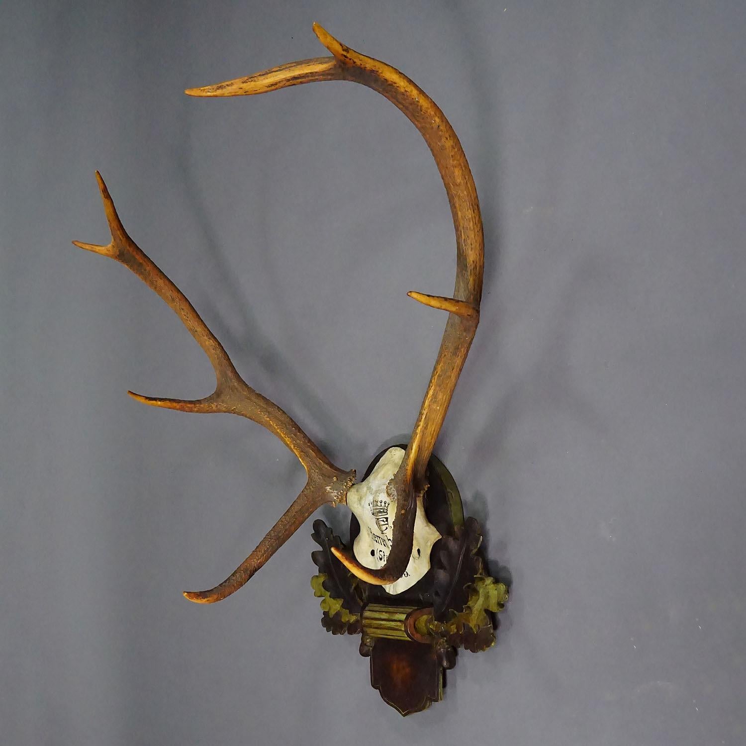 Rustic Large Swabian Deer Trophy on Carved Plaque Salem 1903