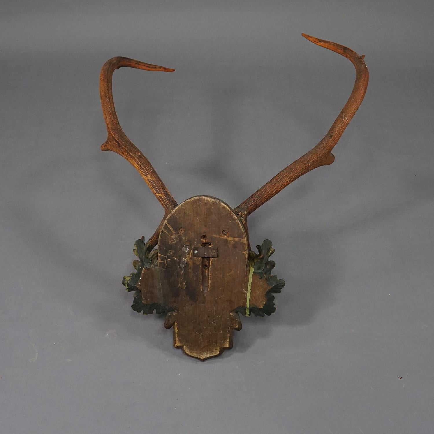 Large Swabian Deer Trophy on Carved Plaque Salem 1903 In Good Condition In Berghuelen, DE