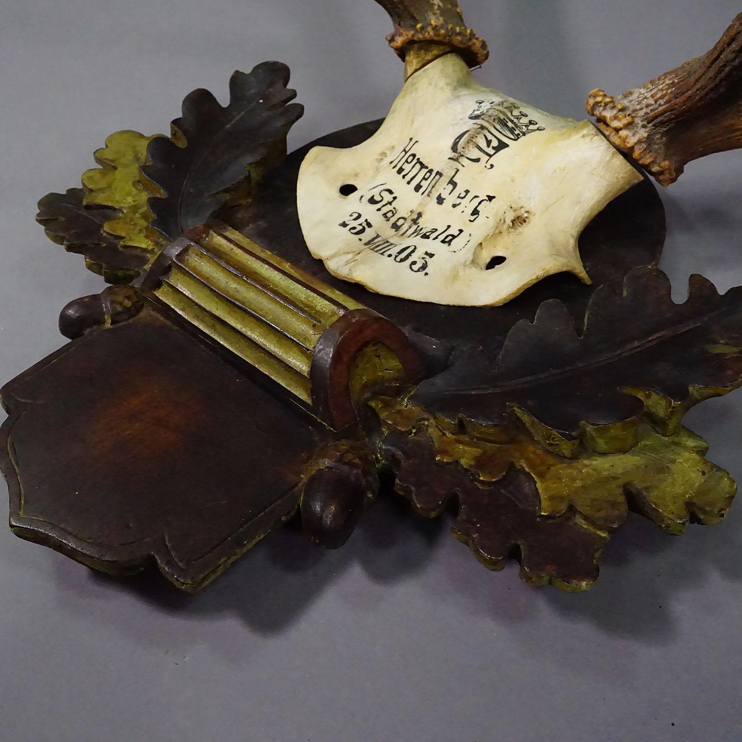 Early 20th Century Large Swabian Deer Trophy on Carved Plaque Salem 1903