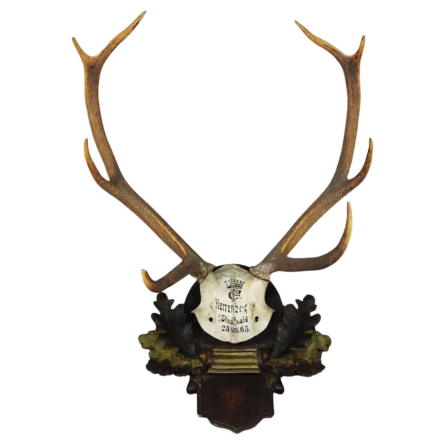 Large Swabian Deer Trophy on Carved Plaque Salem 1903
