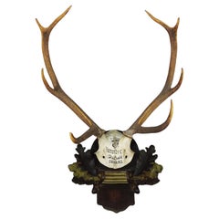 Large Swabian Deer Trophy on Carved Plaque Salem 1903