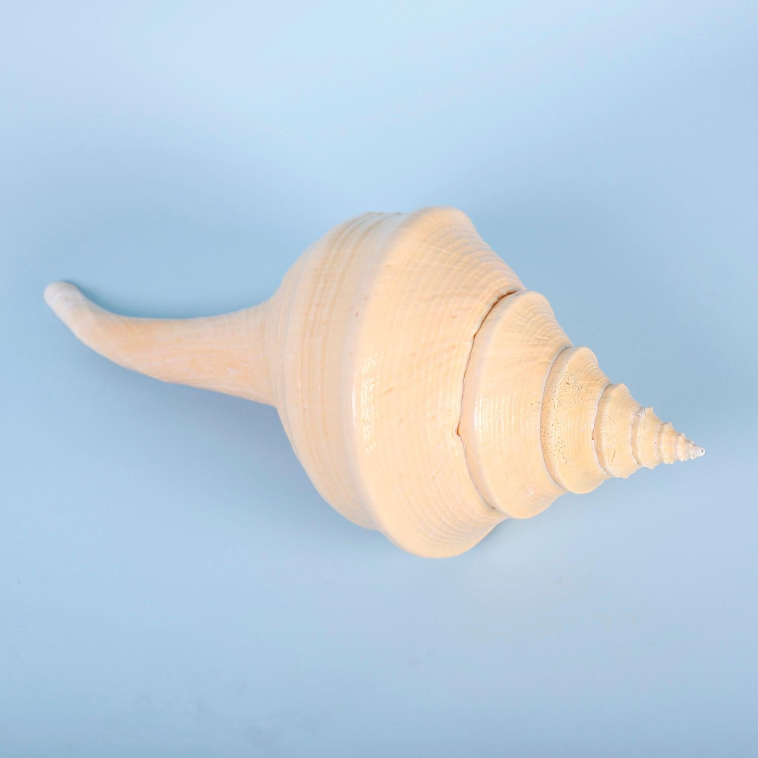 Super sized Syrinx Aranus seashell specimen with a lovely peachy palette and sea inspired spiral growth pattern. Size and condition make this one a rare find.