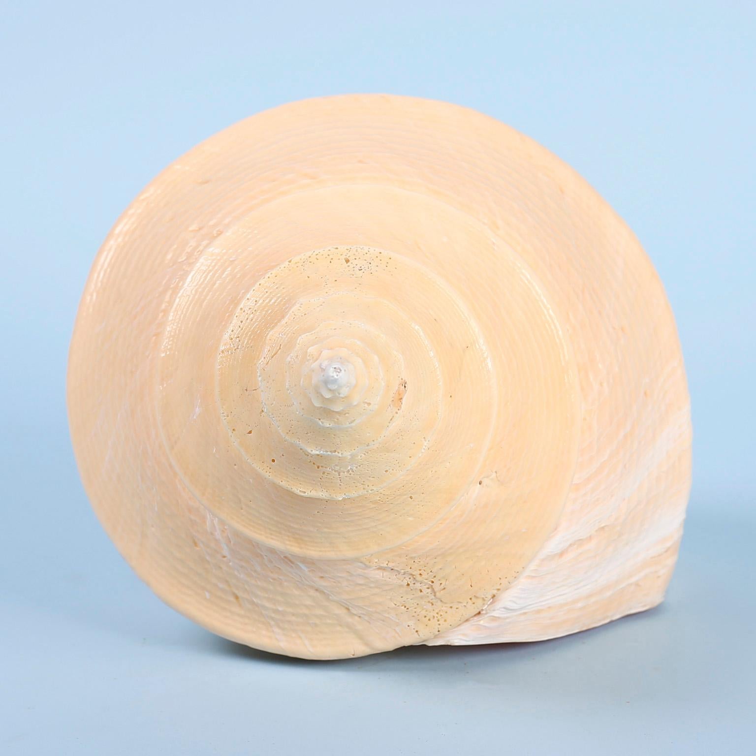 Large Syrinx Aranus Seashell (Organische Moderne)