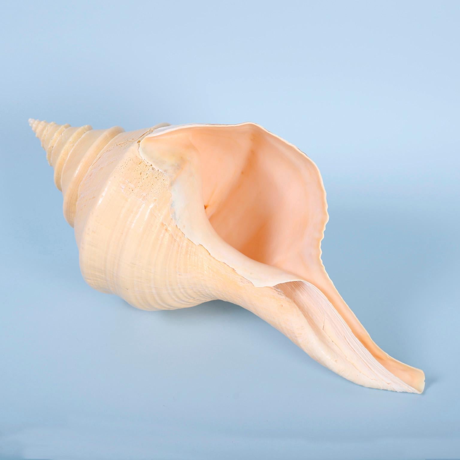 Large Syrinx Aranus Seashell In Good Condition In Palm Beach, FL