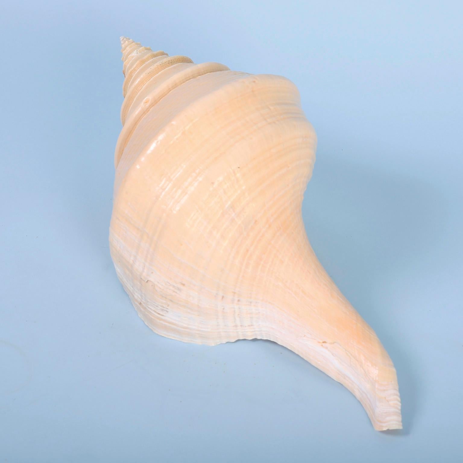 Large Syrinx Aranus Seashell (Muschel)