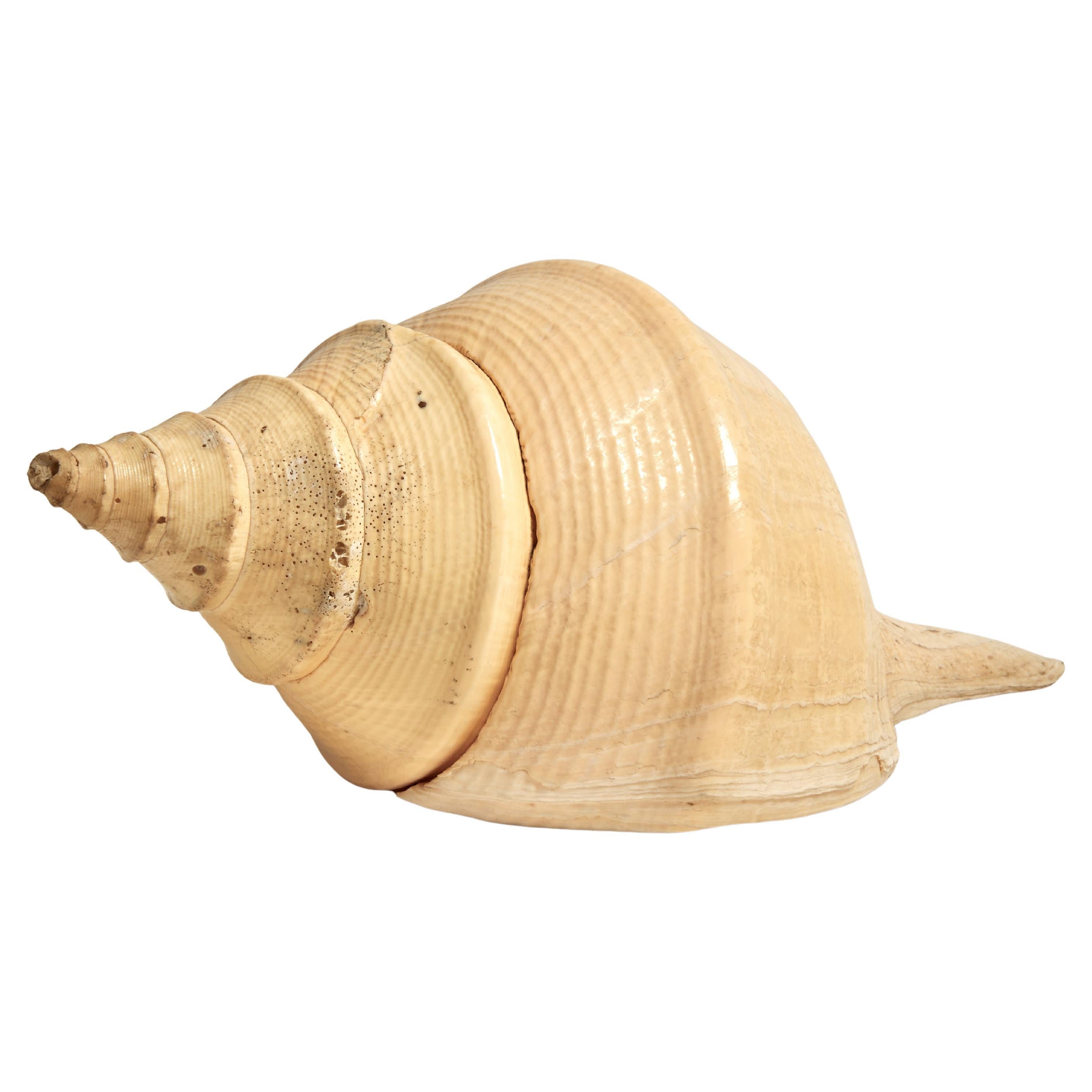 Large Syrinx Aranus Shell Specimen