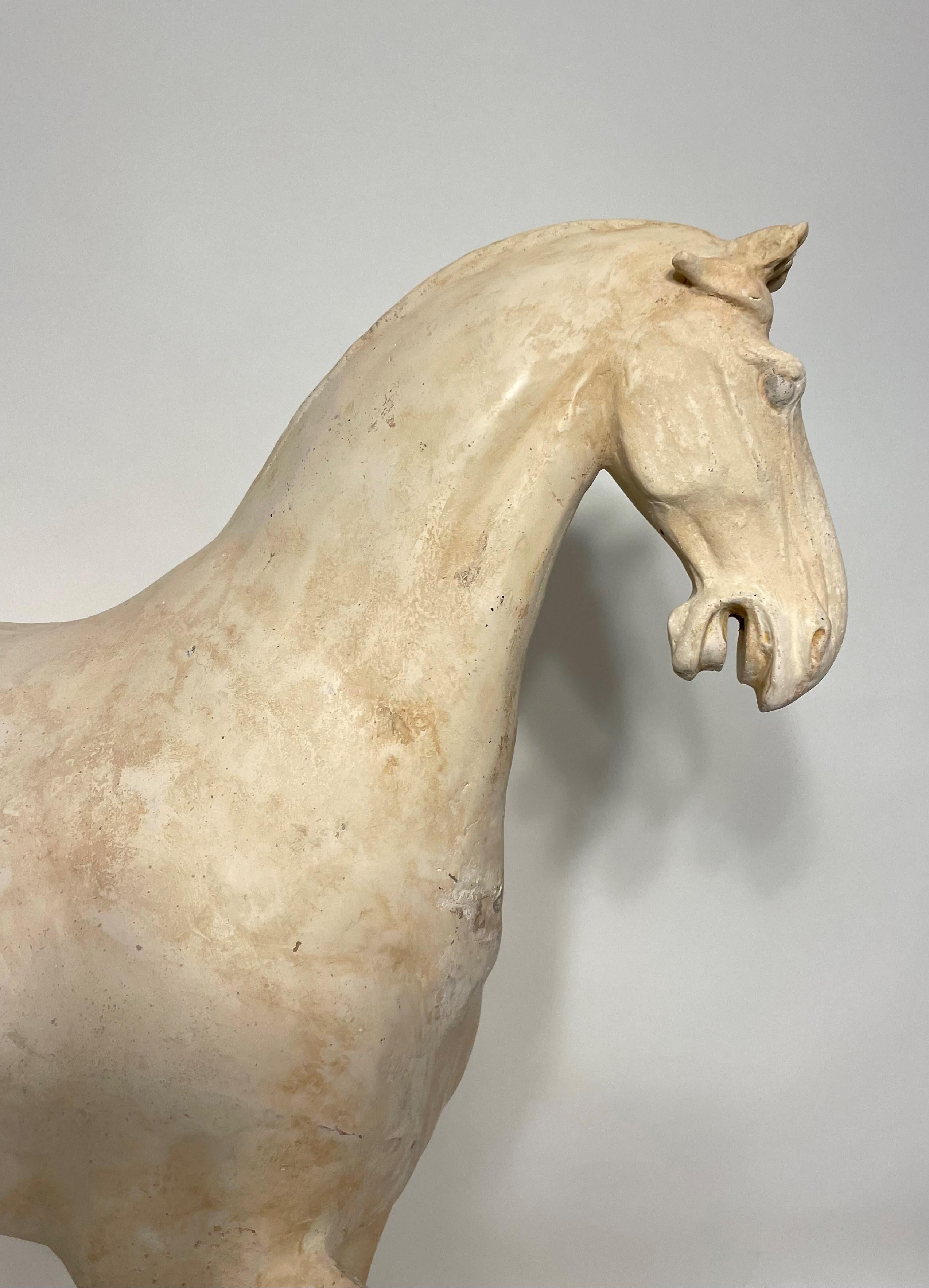Large Tang Dynasty Prancing Horse with Oxford TL Test For Sale 5