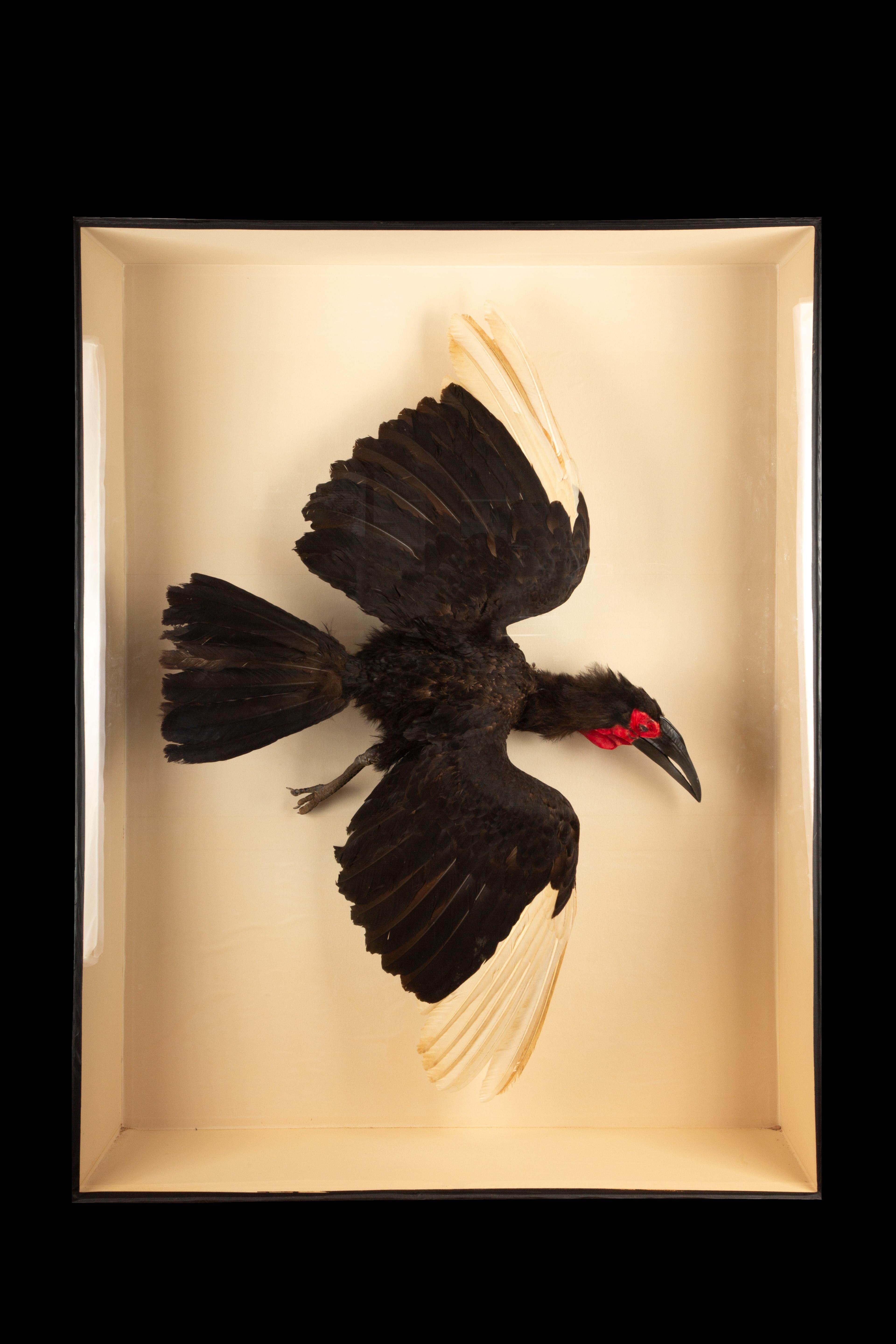 This very large taxidermy Southern Ground Hornbill showcases the impressive and culturally significant bird native to southern Africa, from Kenya to South Africa. Inhabiting woodlands and savannas, these carnivorous birds primarily hunt on the