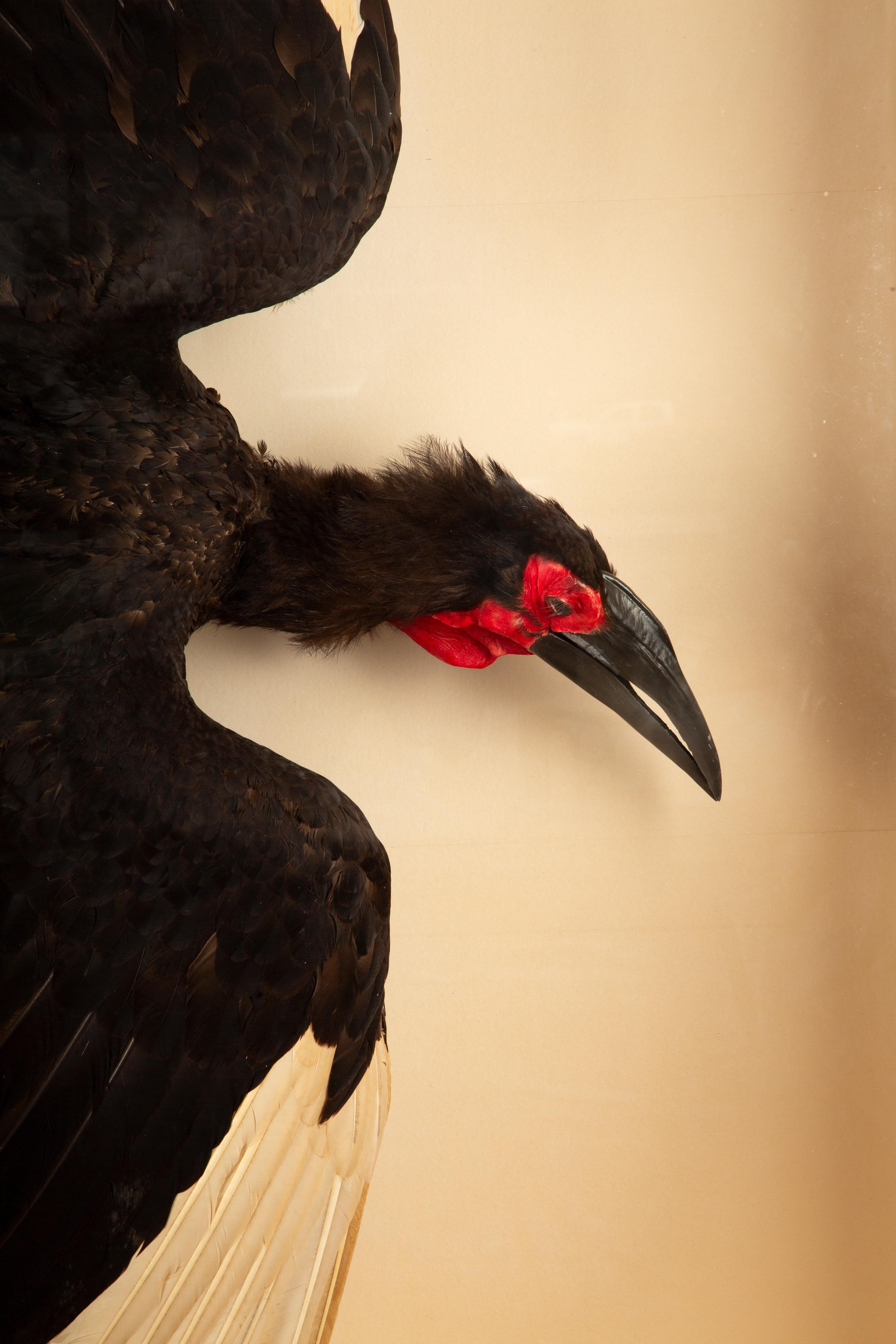 Victorian Large Taxidermy African Southern Ground Hornbill 62.5