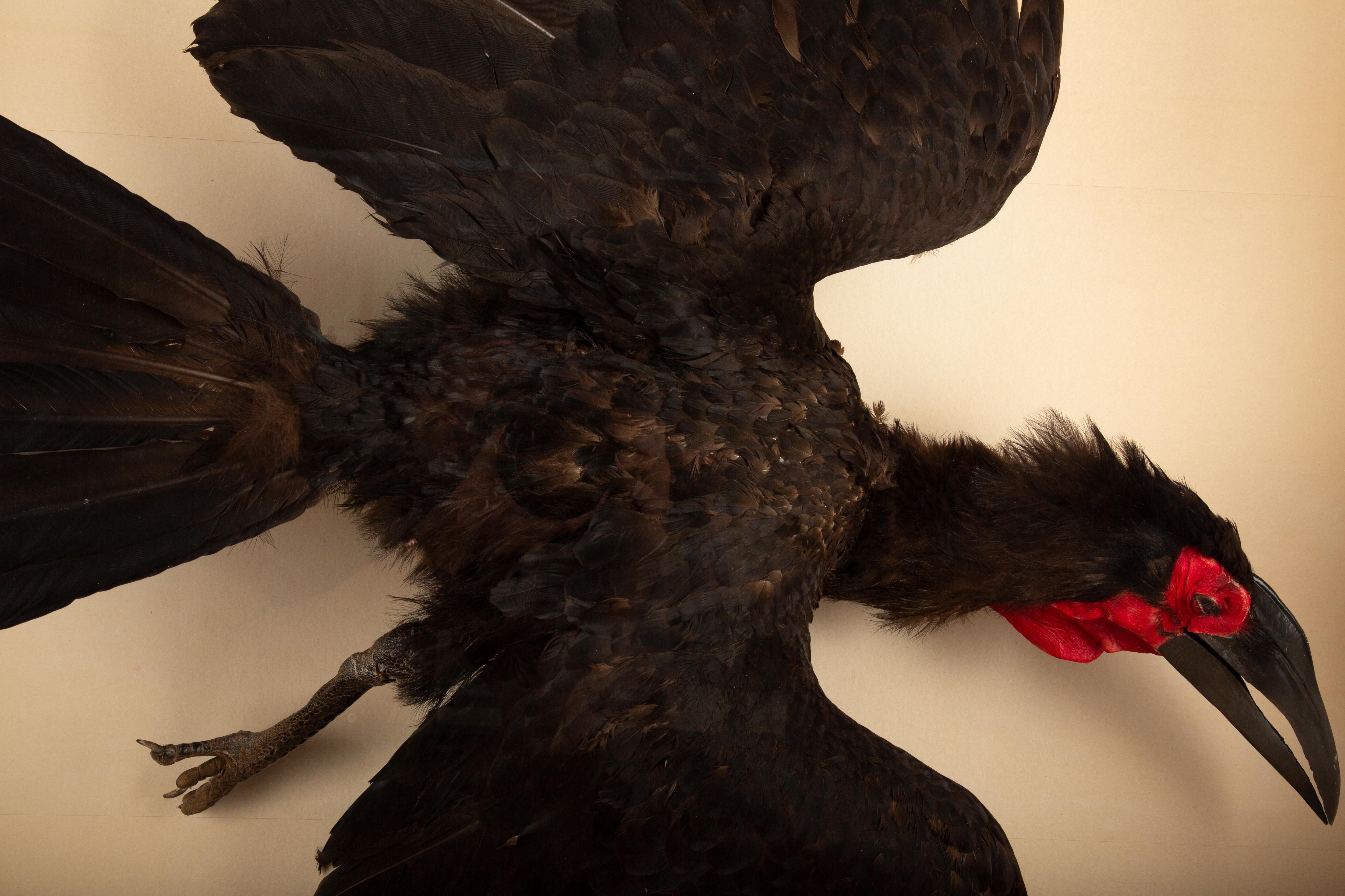 Large Taxidermy African Southern Ground Hornbill 62.5