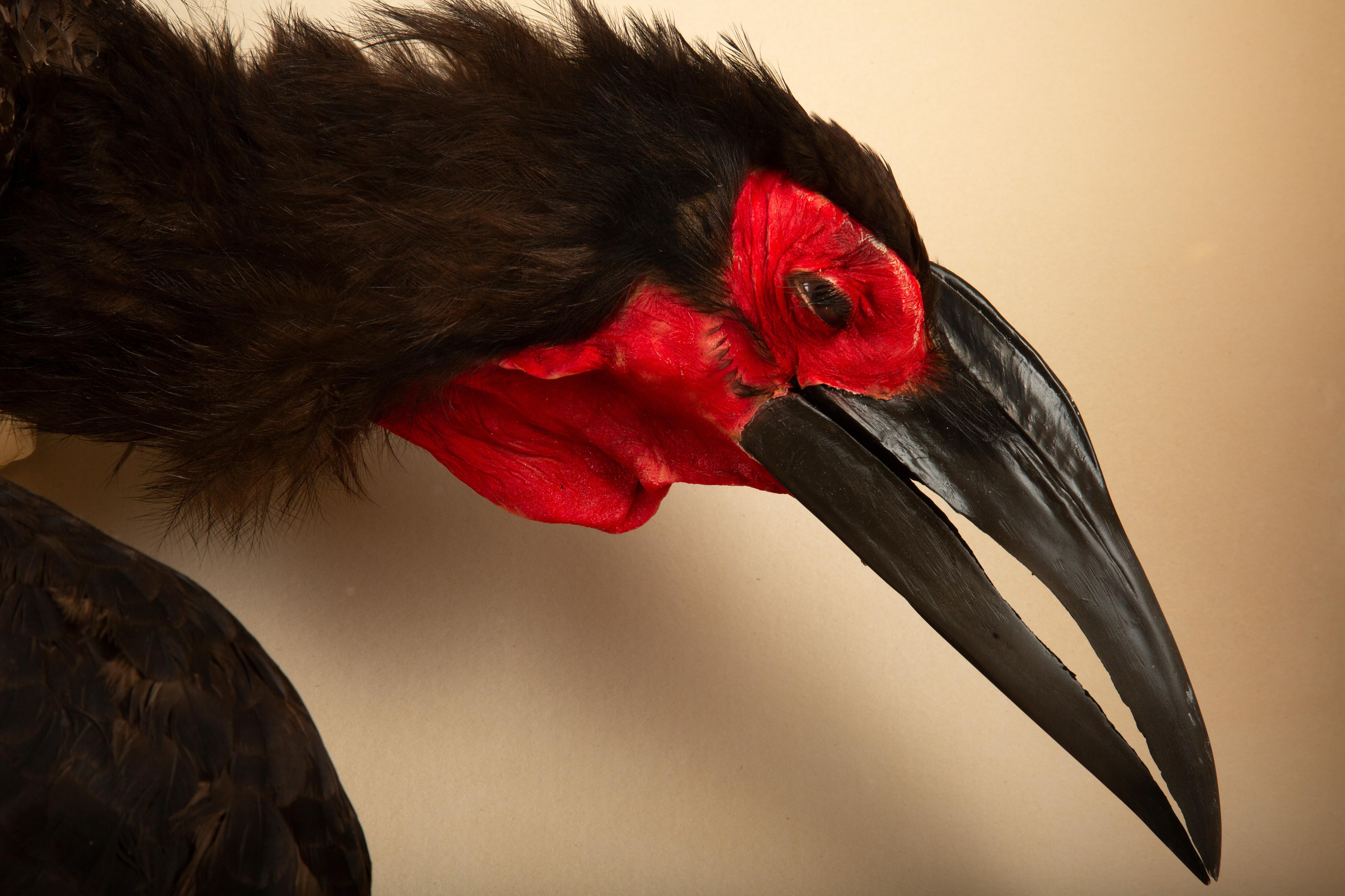 Contemporary Large Taxidermy African Southern Ground Hornbill 62.5