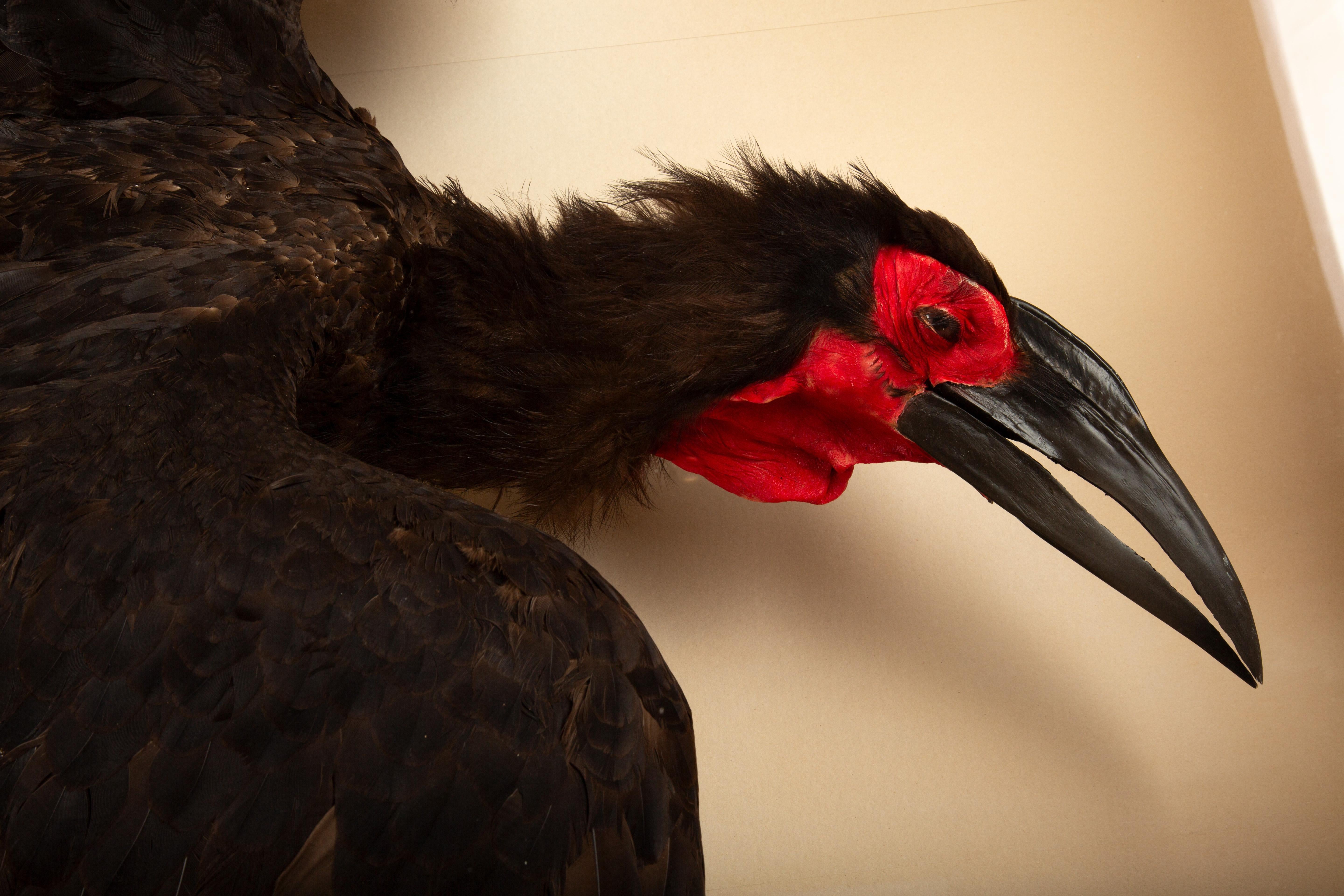Feathers Large Taxidermy African Southern Ground Hornbill 62.5