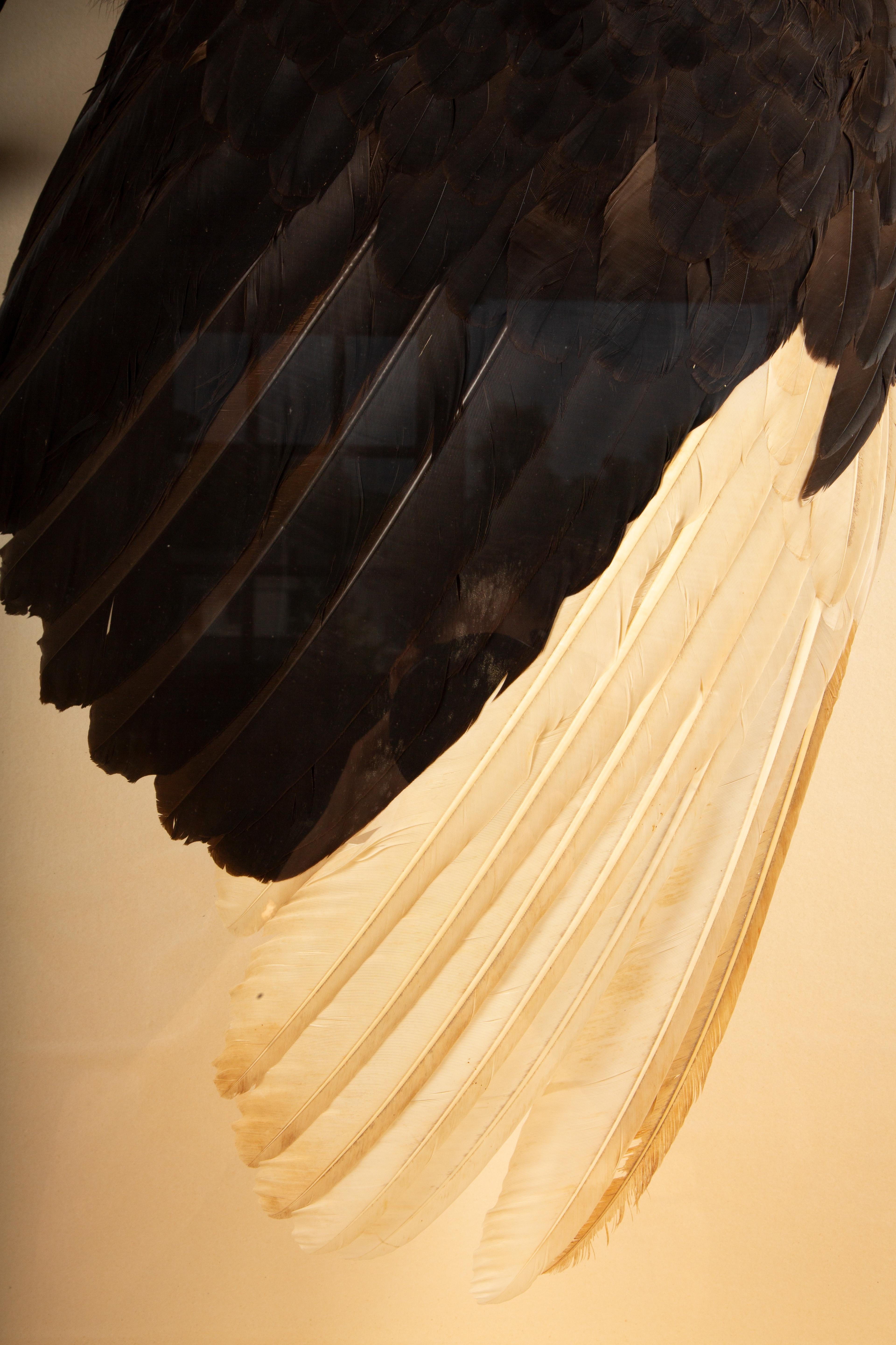 Large Taxidermy African Southern Ground Hornbill 62.5