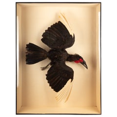 Large Taxidermy African Southern Ground Hornbill 62.5"H