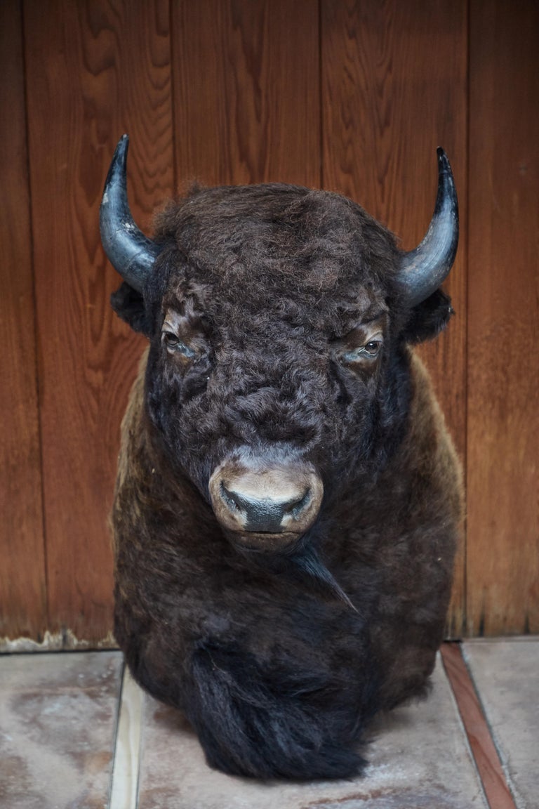 Large Taxidermy American Bison from Montana at 1stDibs bison