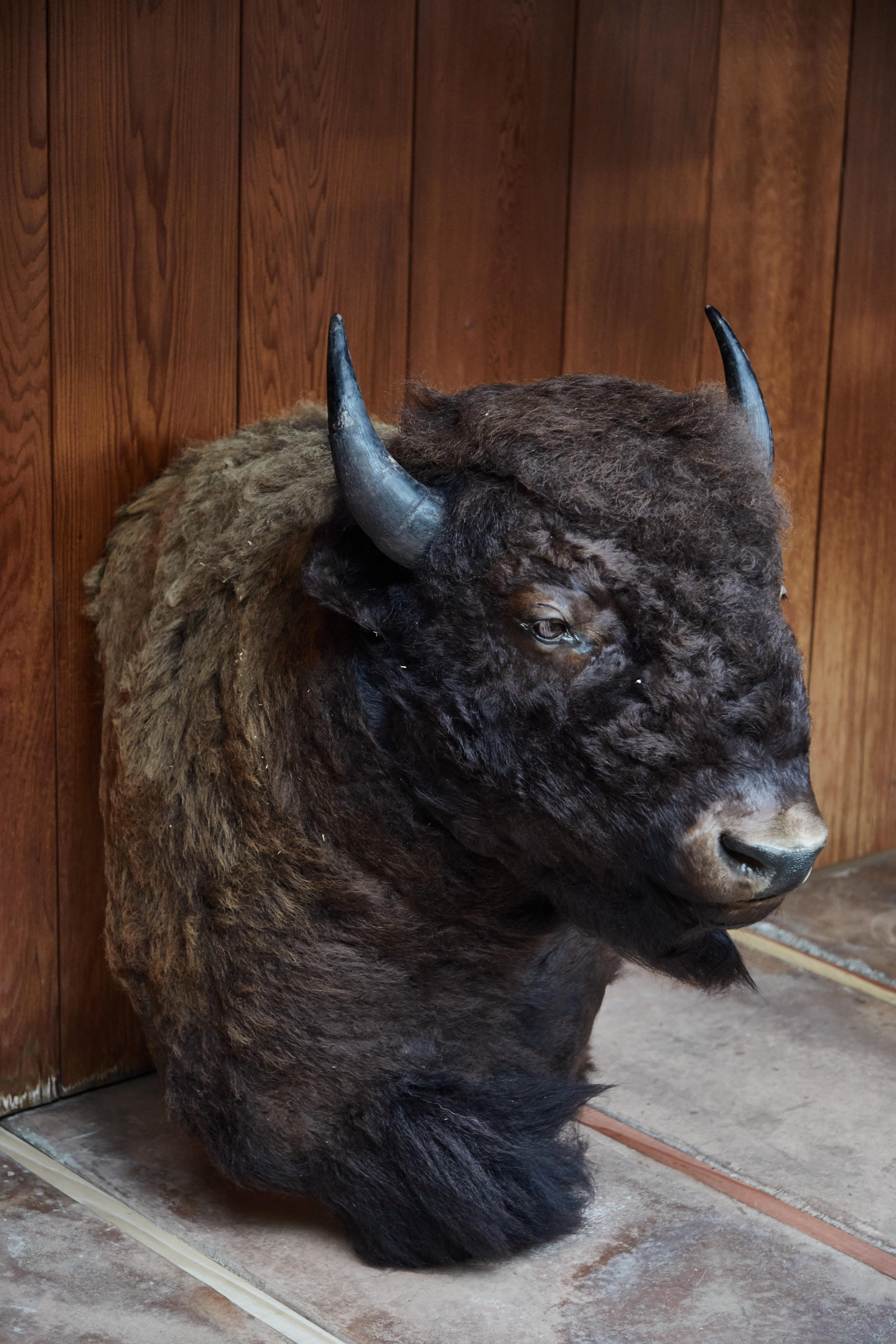 bison taxidermy for sale