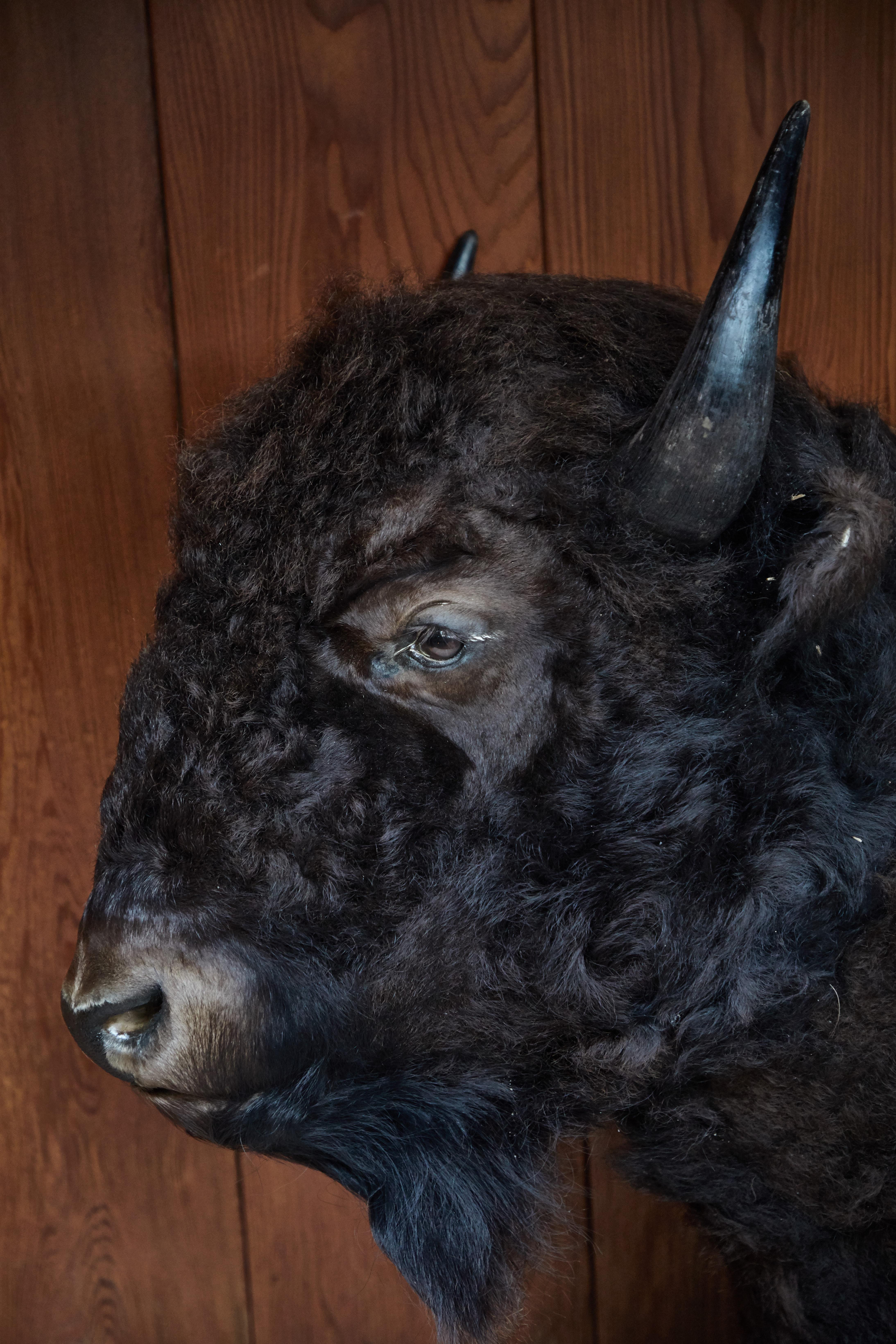 Native American Large Taxidermy American Bison from Montana