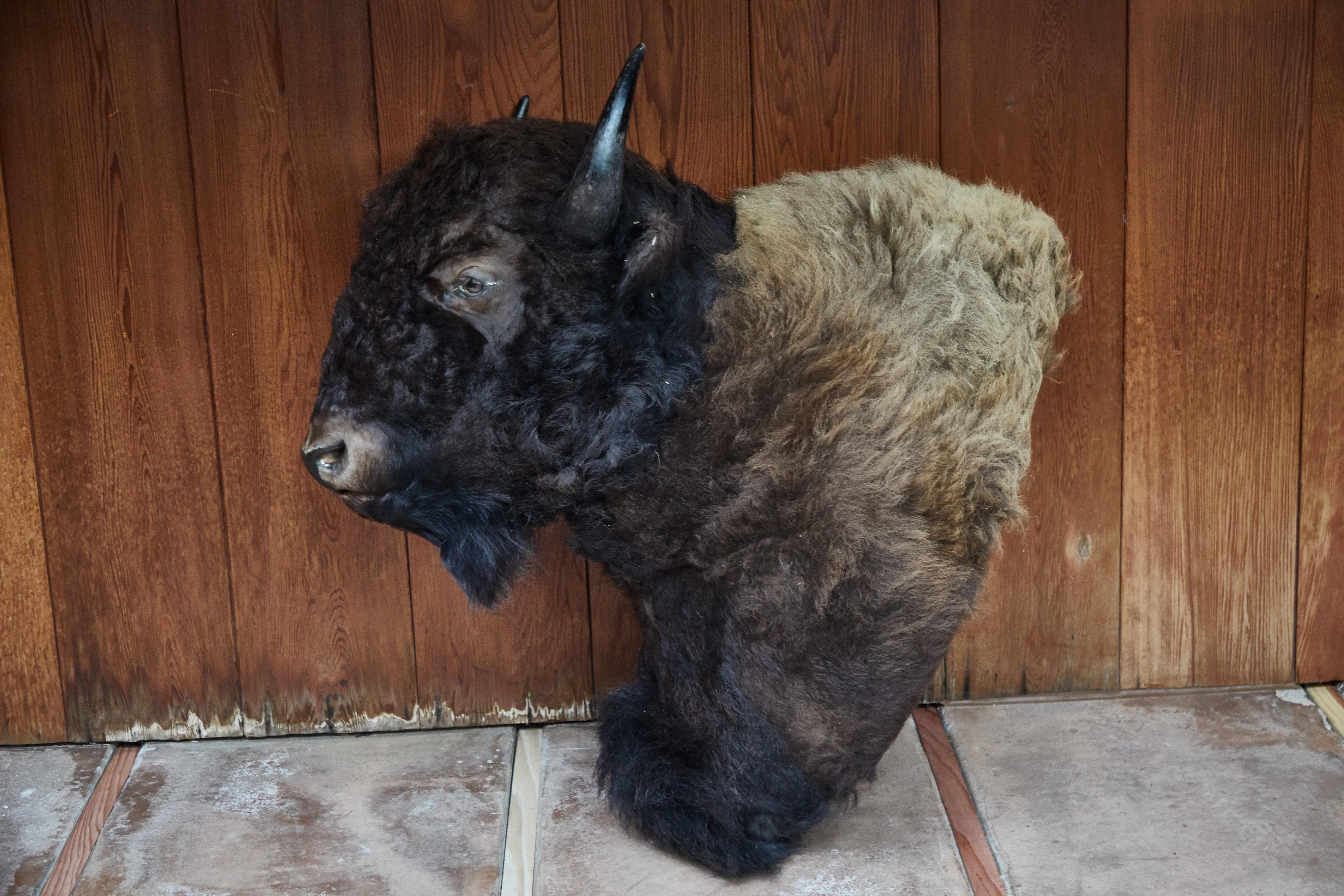 Large Taxidermy American Bison from Montana In Good Condition In Glendale, CA