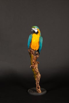 Large Taxidermy Blue and Gold or Blue-and-Yellow Macaw