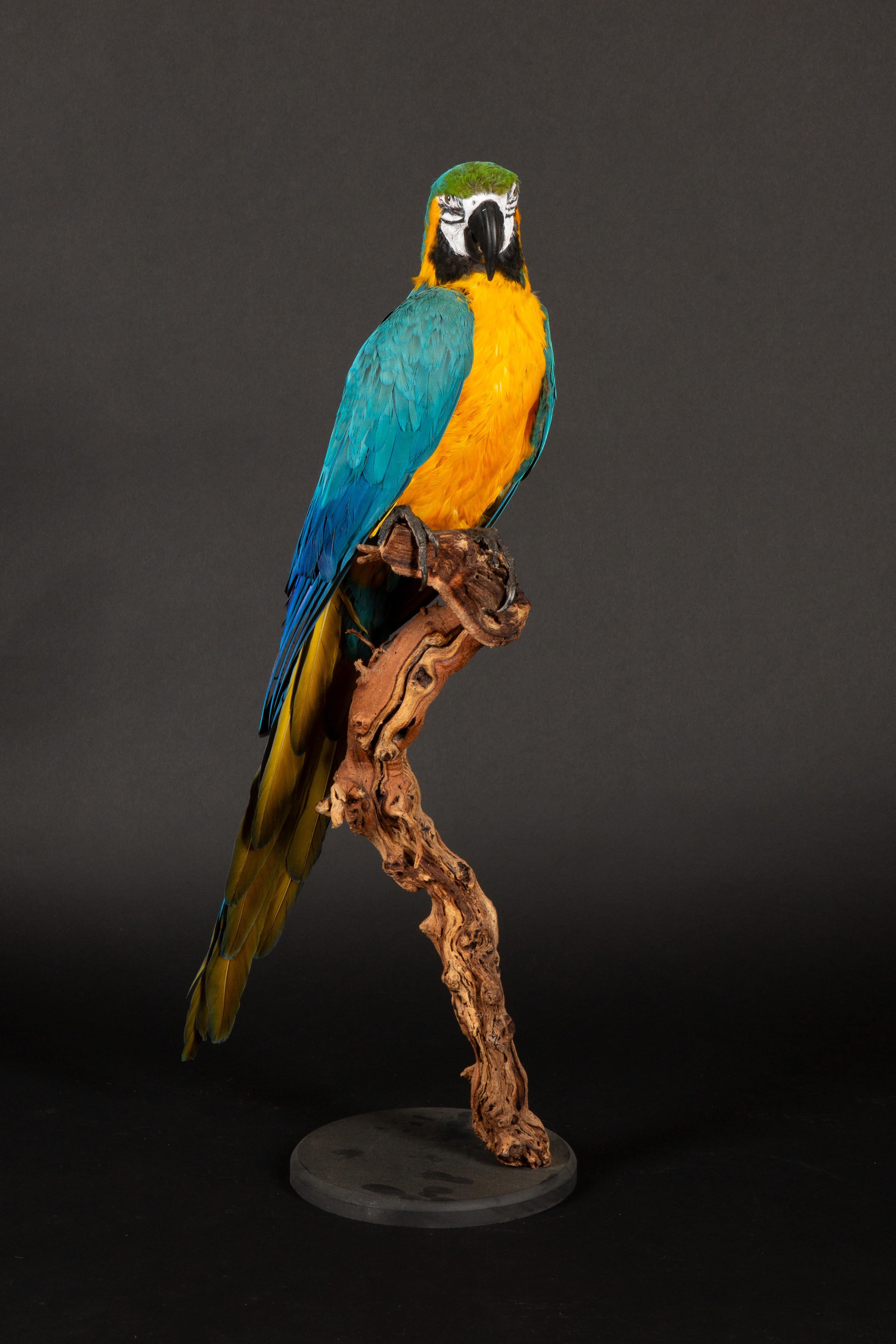 Victorian Large Taxidermy Blue and Gold or Blue-and-Yellow Macaw For Sale