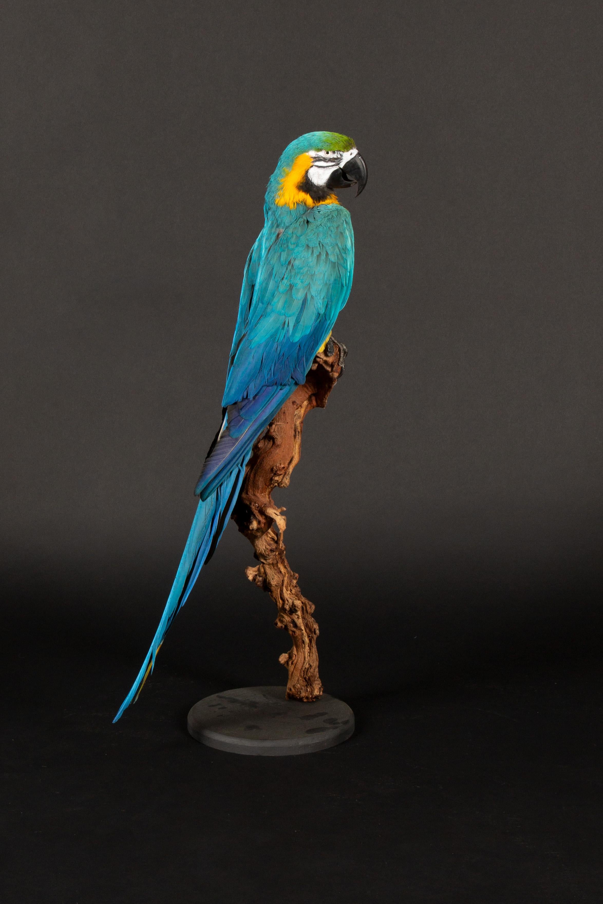 Large Taxidermy Blue and Gold or Blue-and-Yellow Macaw In New Condition For Sale In New York, NY