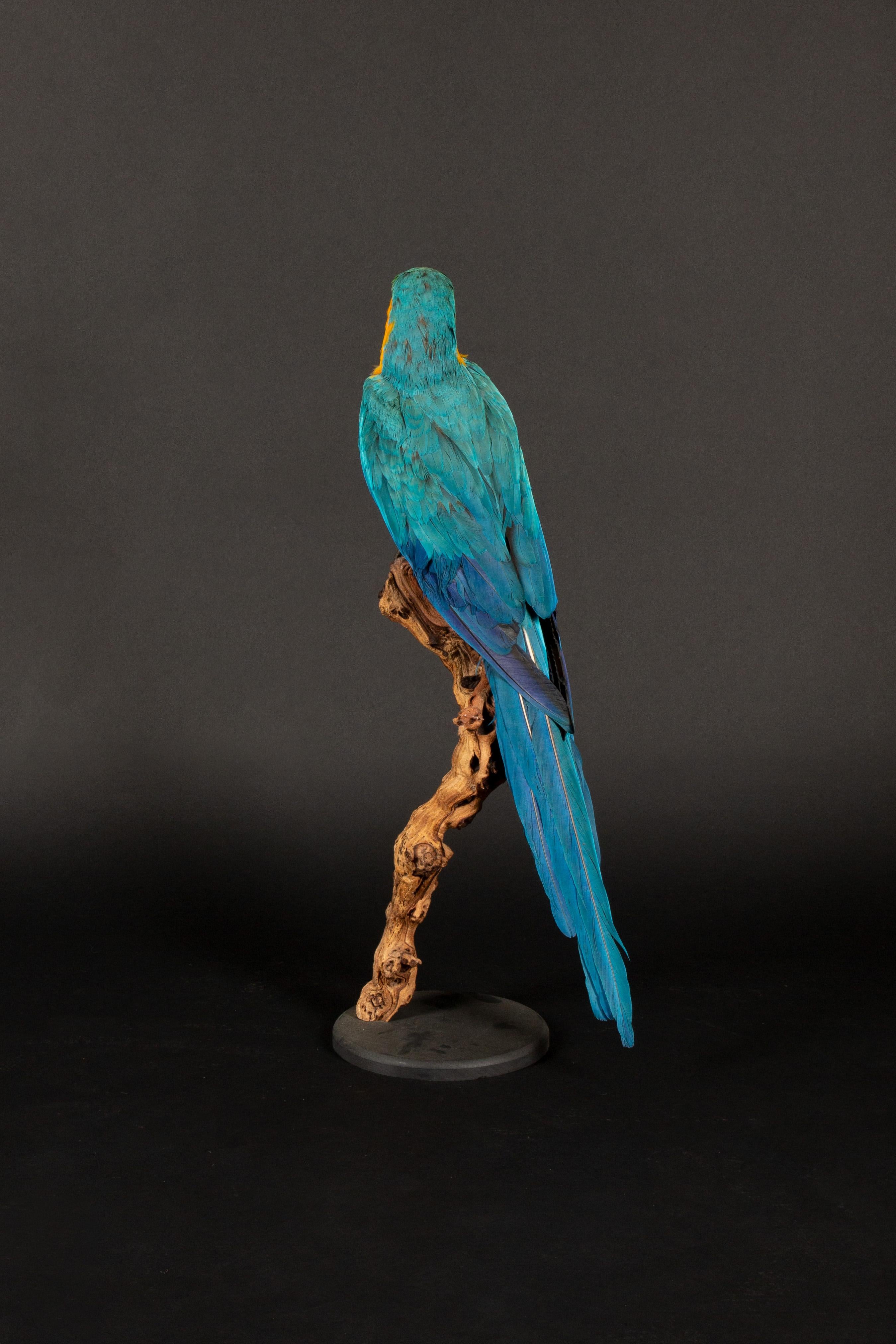 Contemporary Large Taxidermy Blue and Gold or Blue-and-Yellow Macaw For Sale