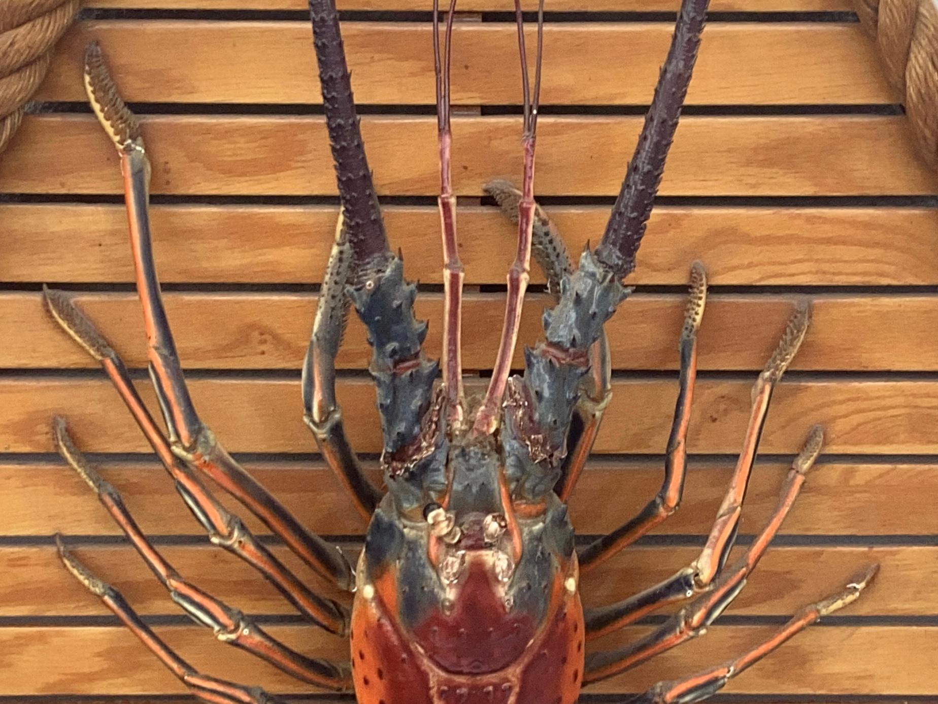 Country Large Taxidermy Lobster Mounted On Hexagon Shaped Wood and Rope Frame For Sale