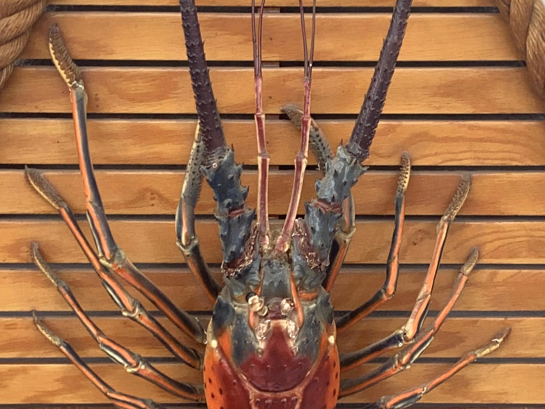 Country Grand homard taxidermique monté sur un cadre en bois et corde de forme hexagonale en vente
