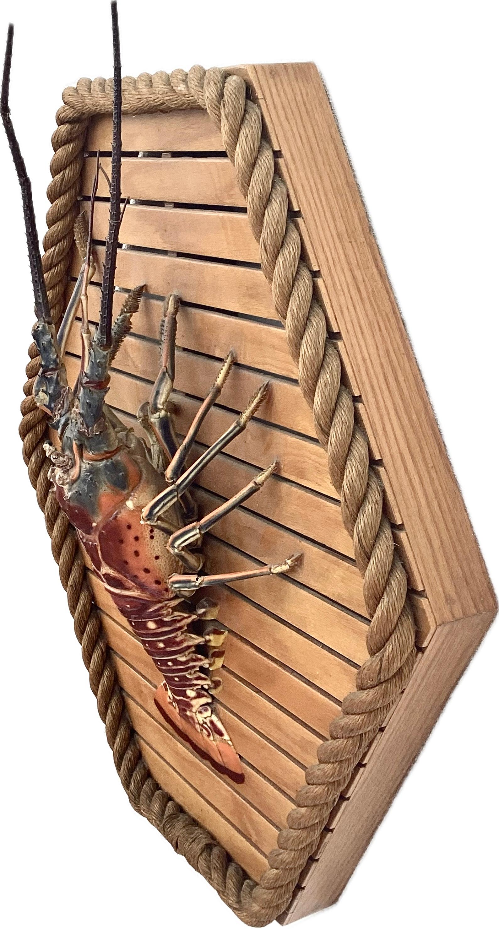 20ième siècle Grand homard taxidermique monté sur un cadre en bois et corde de forme hexagonale en vente