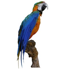 Large Taxidermy Macaw Parrot