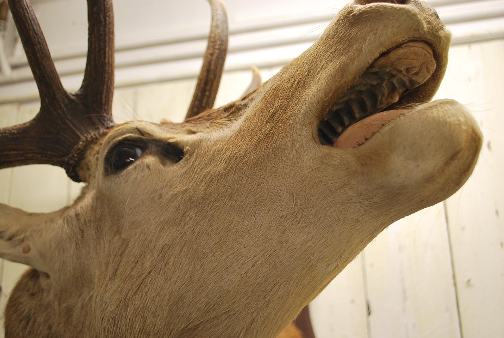 Large Taxidermy Trophy of a Mounted Stag's Head For Sale at 1stDibs