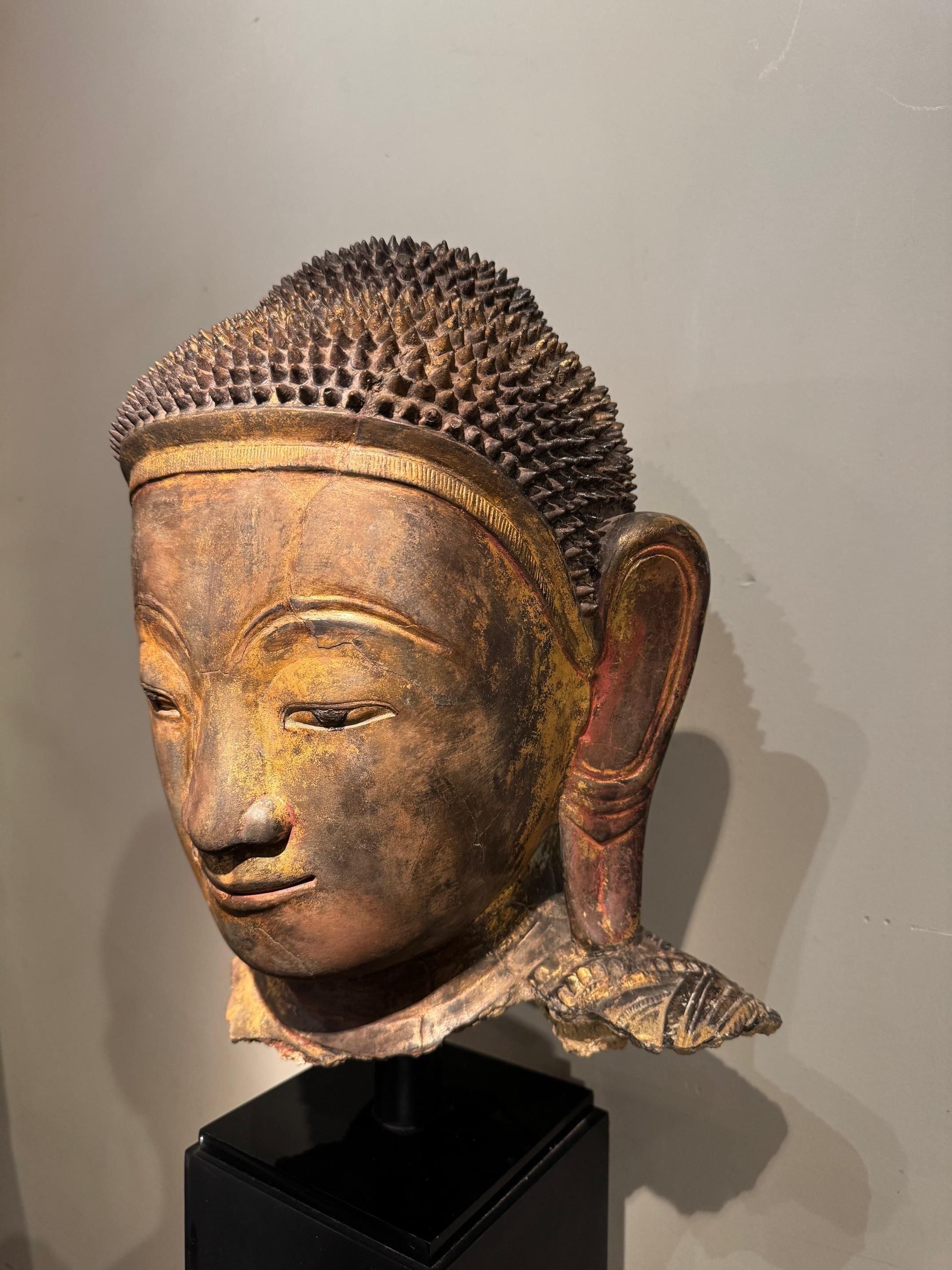 Large Buddha head in gilt-leaf terracotta with trace of red polychromy.
The Buddha must have been between 2.10m and 2.40m tall (if standing).
Headdressed with fine curls and Usnisha cranial protuberance.
Missing the flamed rasmi, symbol of knowledge