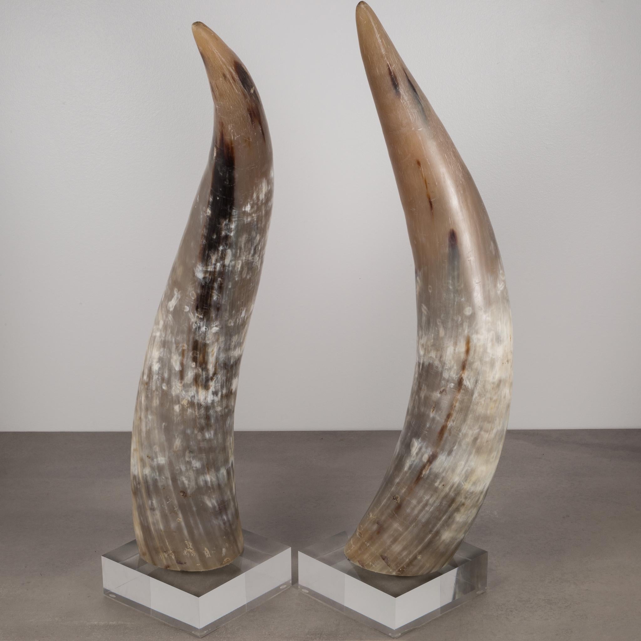 mounted cow horns