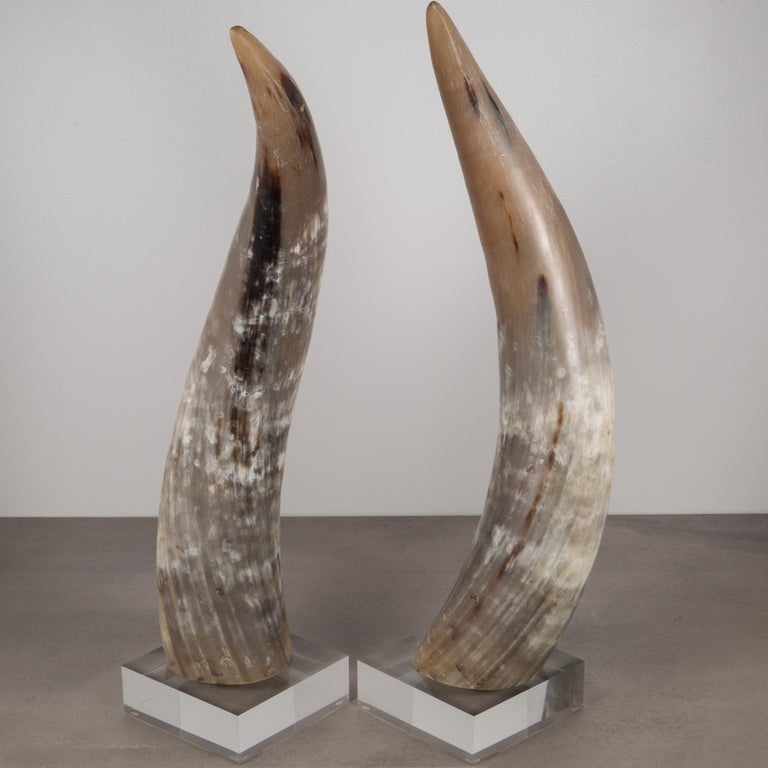 Large Texas Longhorn Cattle Horns Mounted on Custom Acrylic at 1stDibs