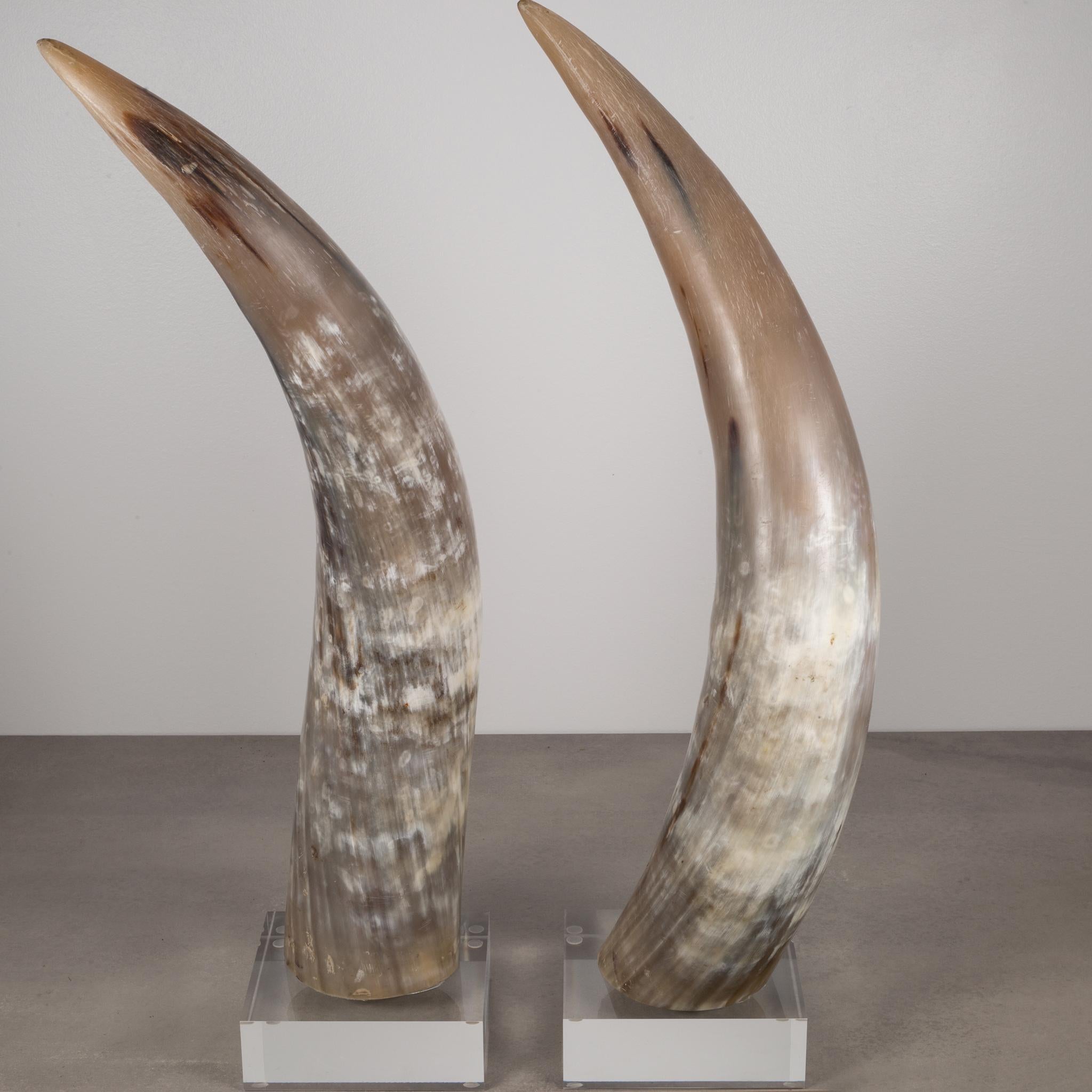 texas longhorn mounted horns