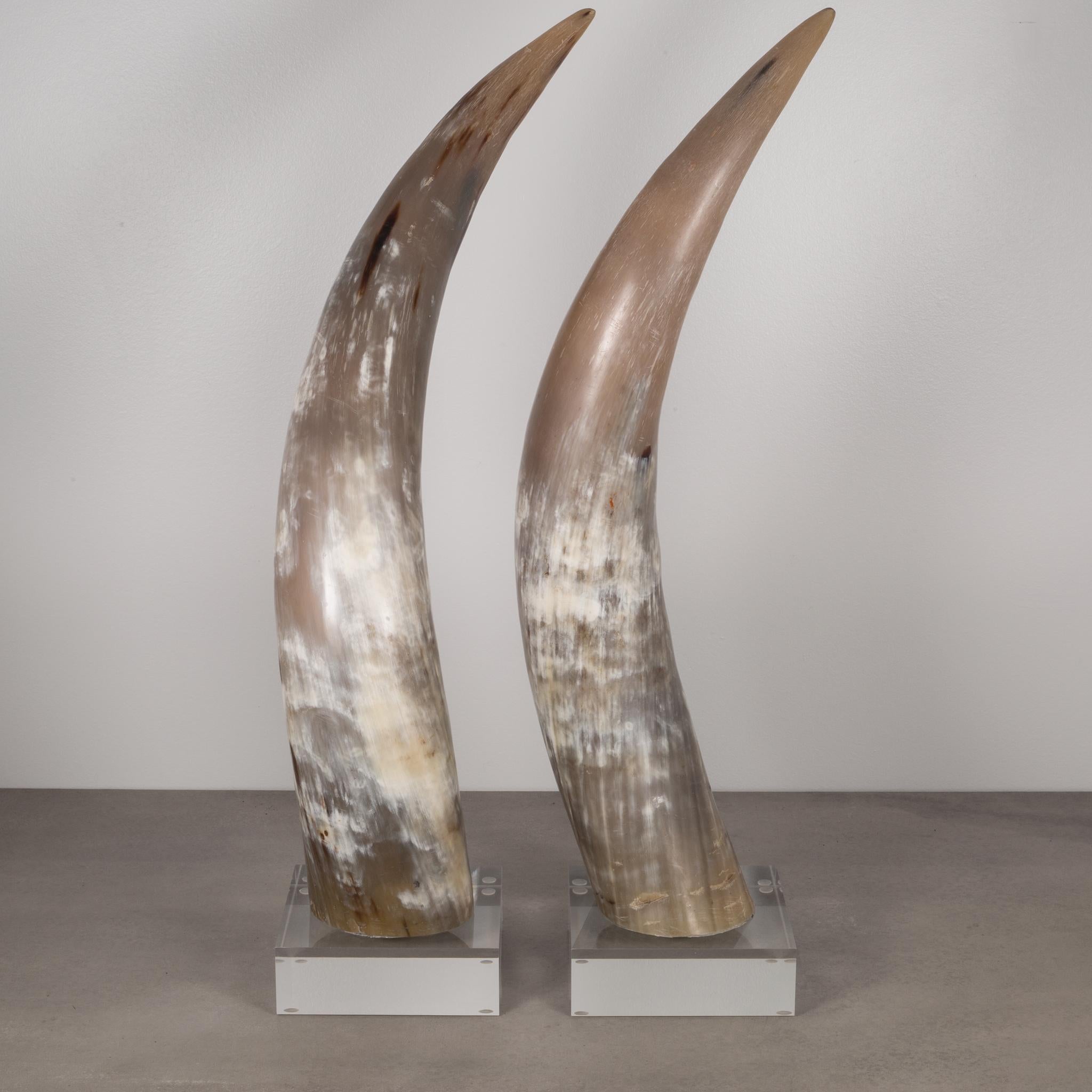 large cow horns