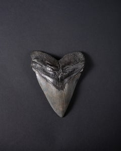 Large Tooth of Giant Prehistoric Shark, Megalodon