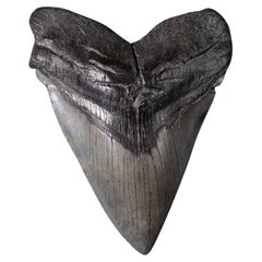 Large Tooth of Giant Prehistoric Shark, Megalodon