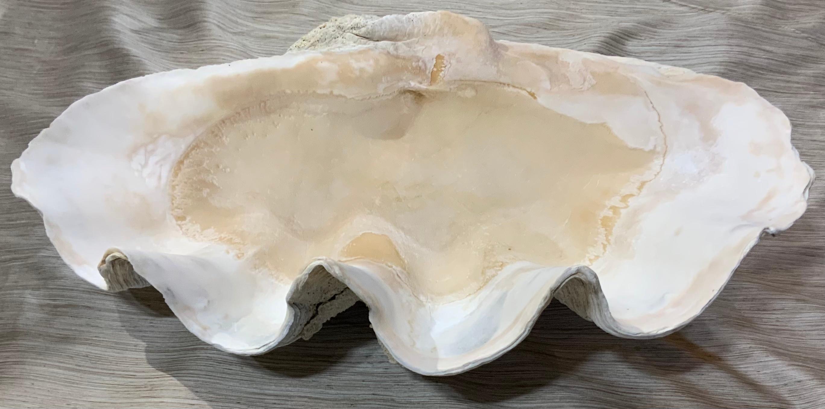 Large Tridacna  Gigas  Clam Shell 4