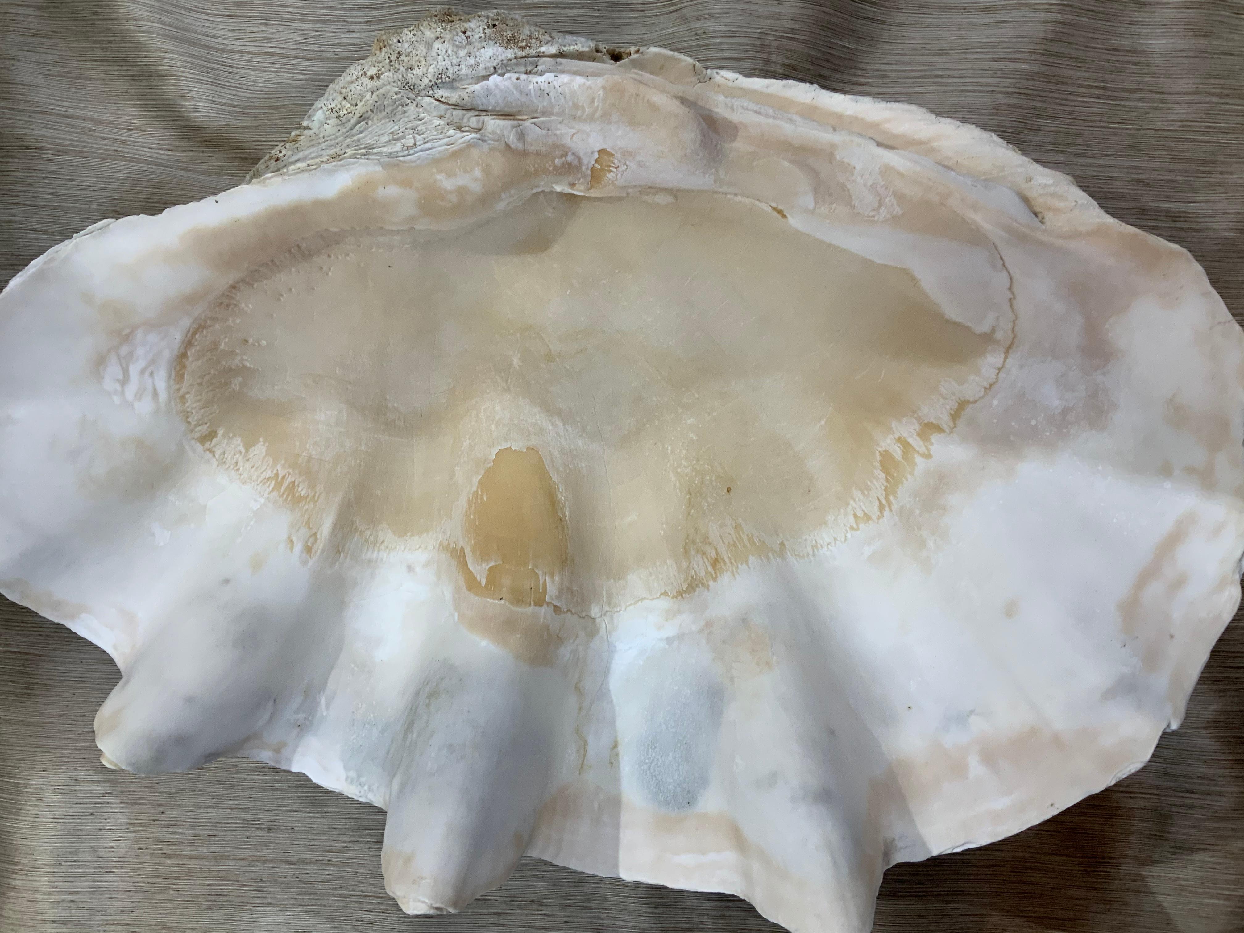 Grand Tridacna  Gigas  Coquille de palourde 6