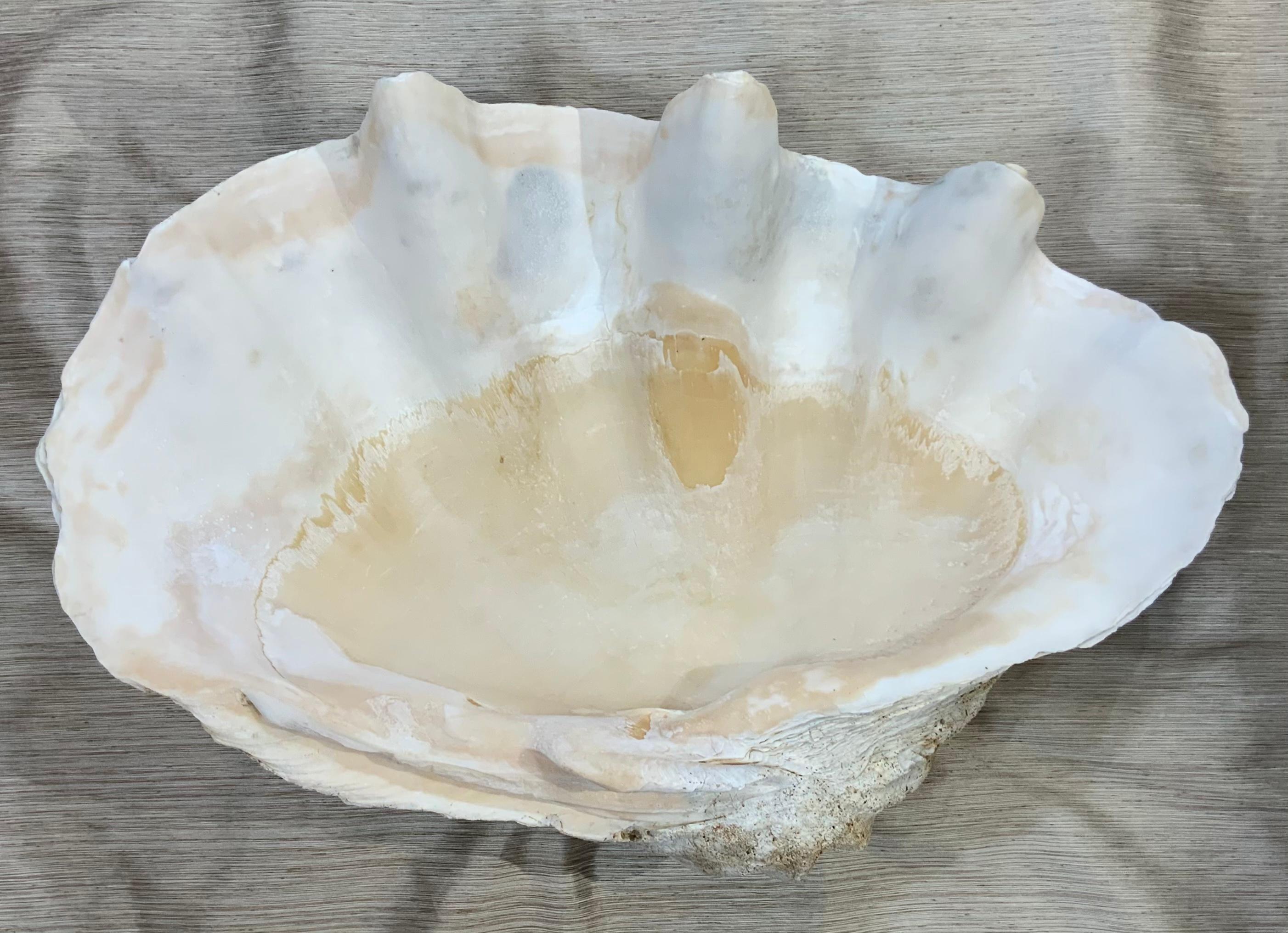 Large Tridacna  Gigas  Clam Shell 7