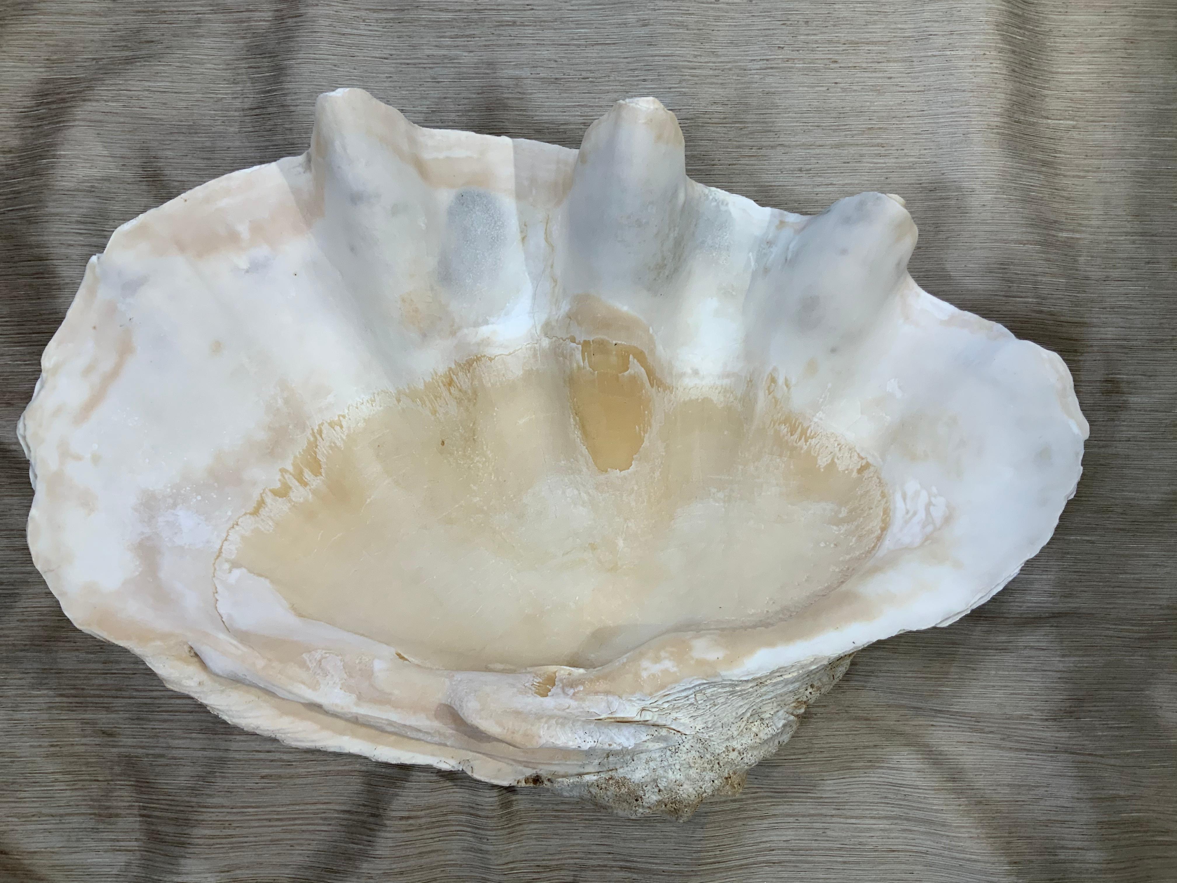 Grand Tridacna  Gigas  Coquille de palourde 8