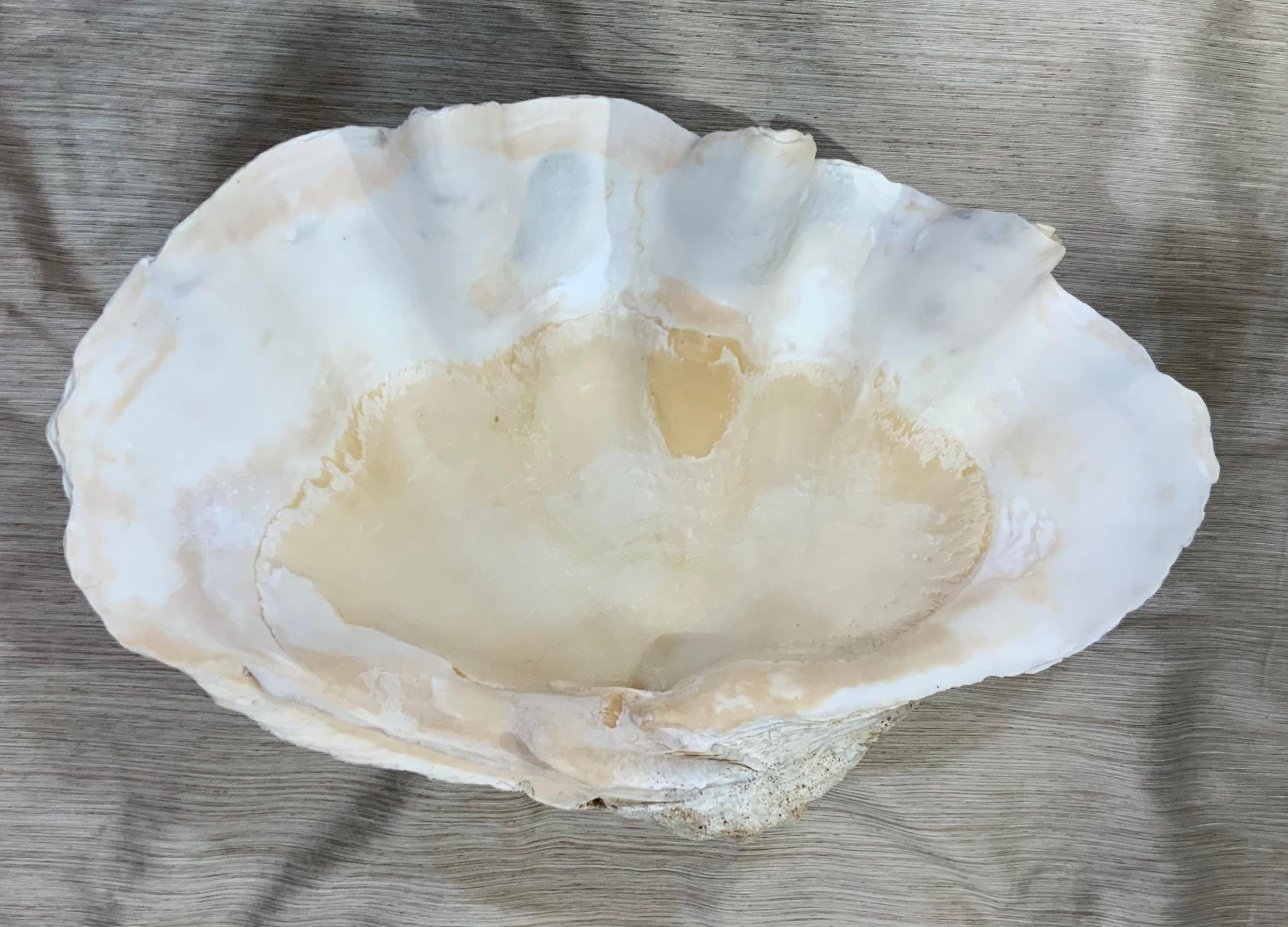 Large Tridacna  Gigas  Clam Shell 12